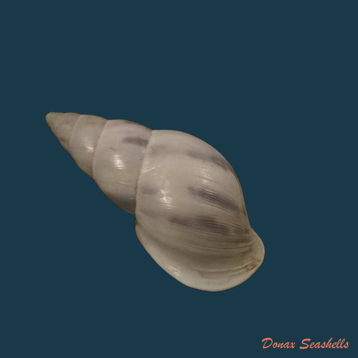 copia-de-drymaeus-primularis-reeve-1849