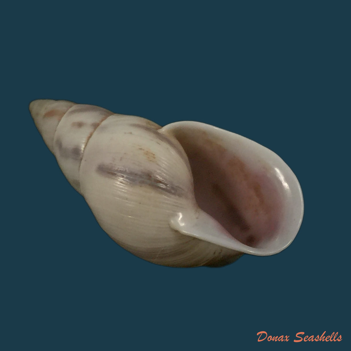 copia-de-drymaeus-primularis-reeve-1849