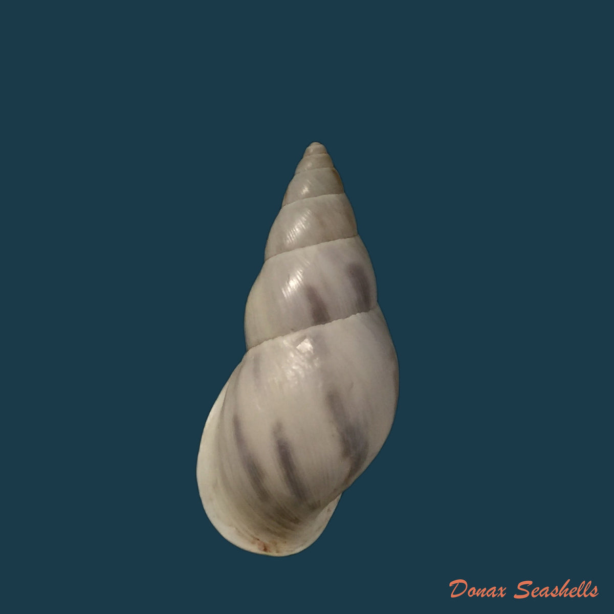 copia-de-drymaeus-primularis-reeve-1849
