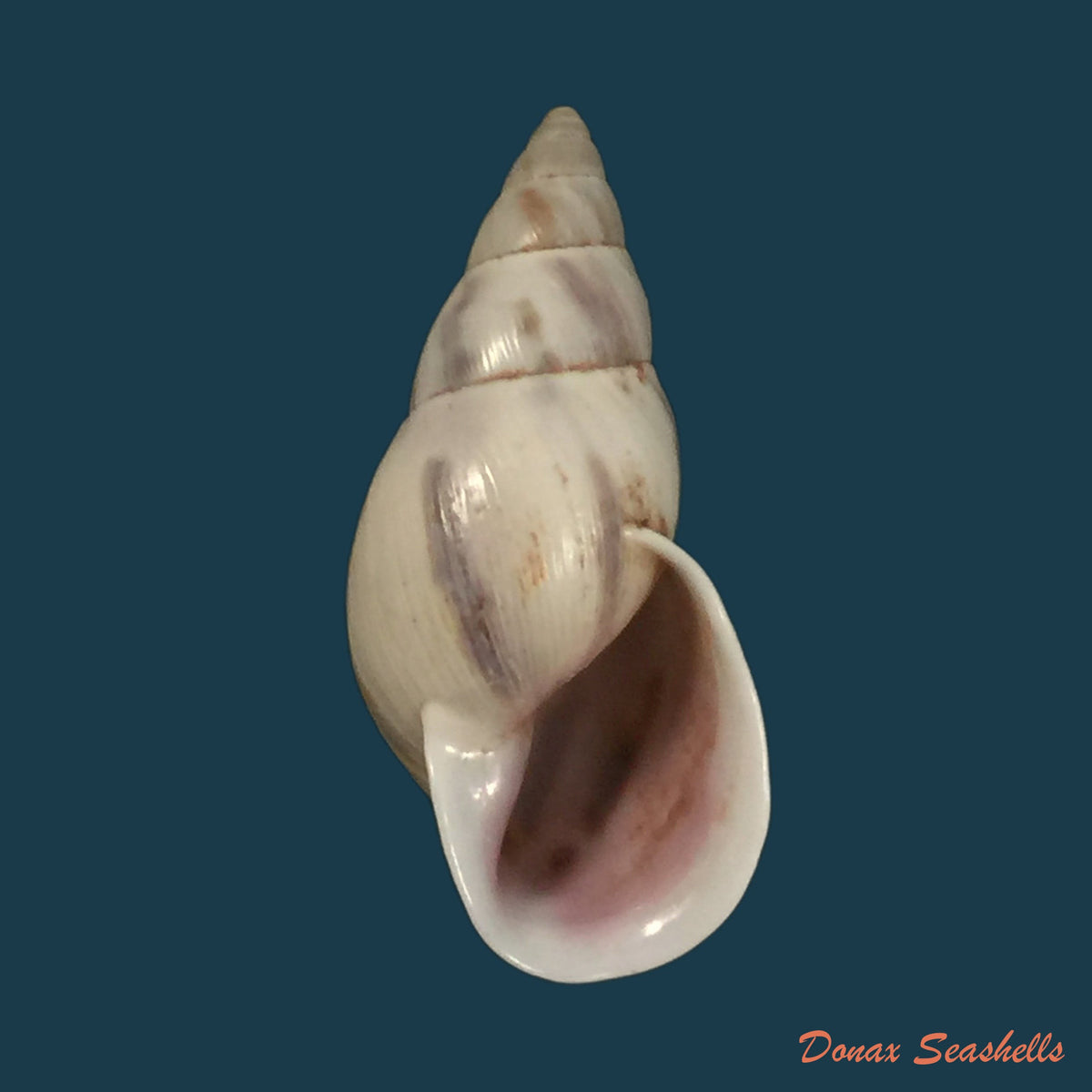 copia-de-drymaeus-primularis-reeve-1849