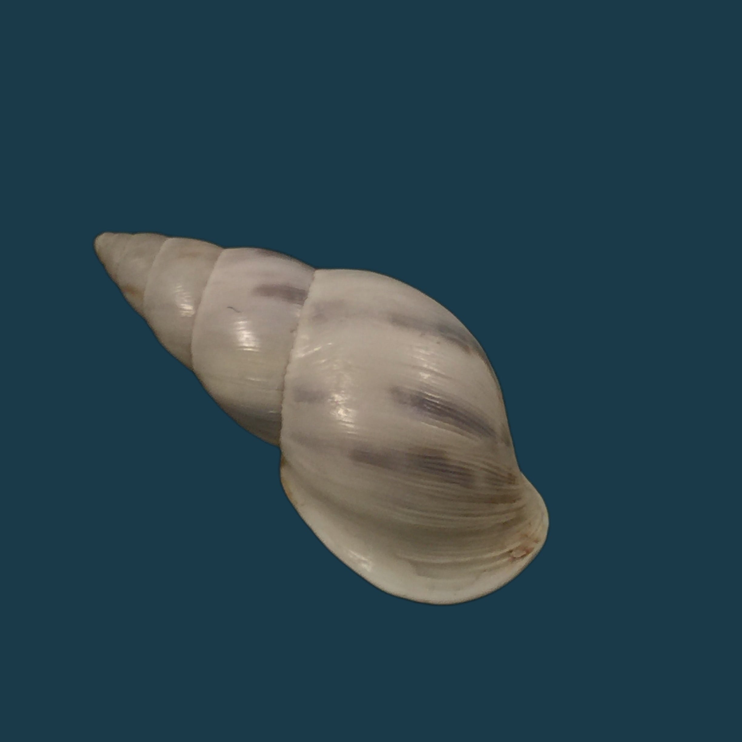 Drymaeus gueinzii Pfeiffer, 1857