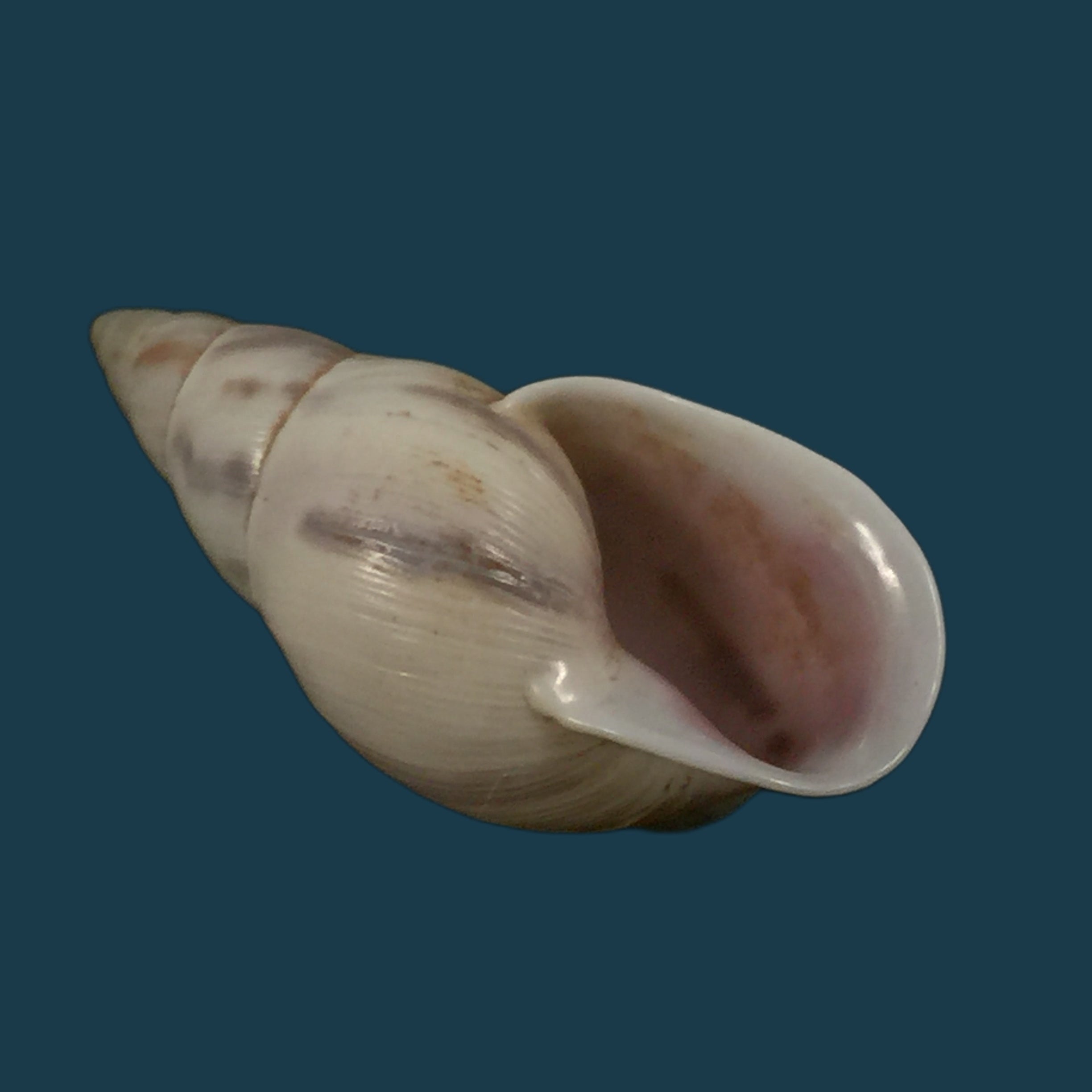 Drymaeus gueinzii Pfeiffer, 1857