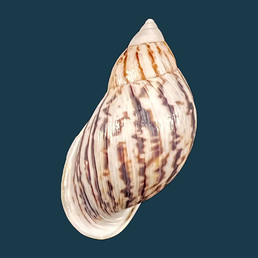 copia-de-drymaeus-pulcherrimus-h-adams-1867-33-8mm