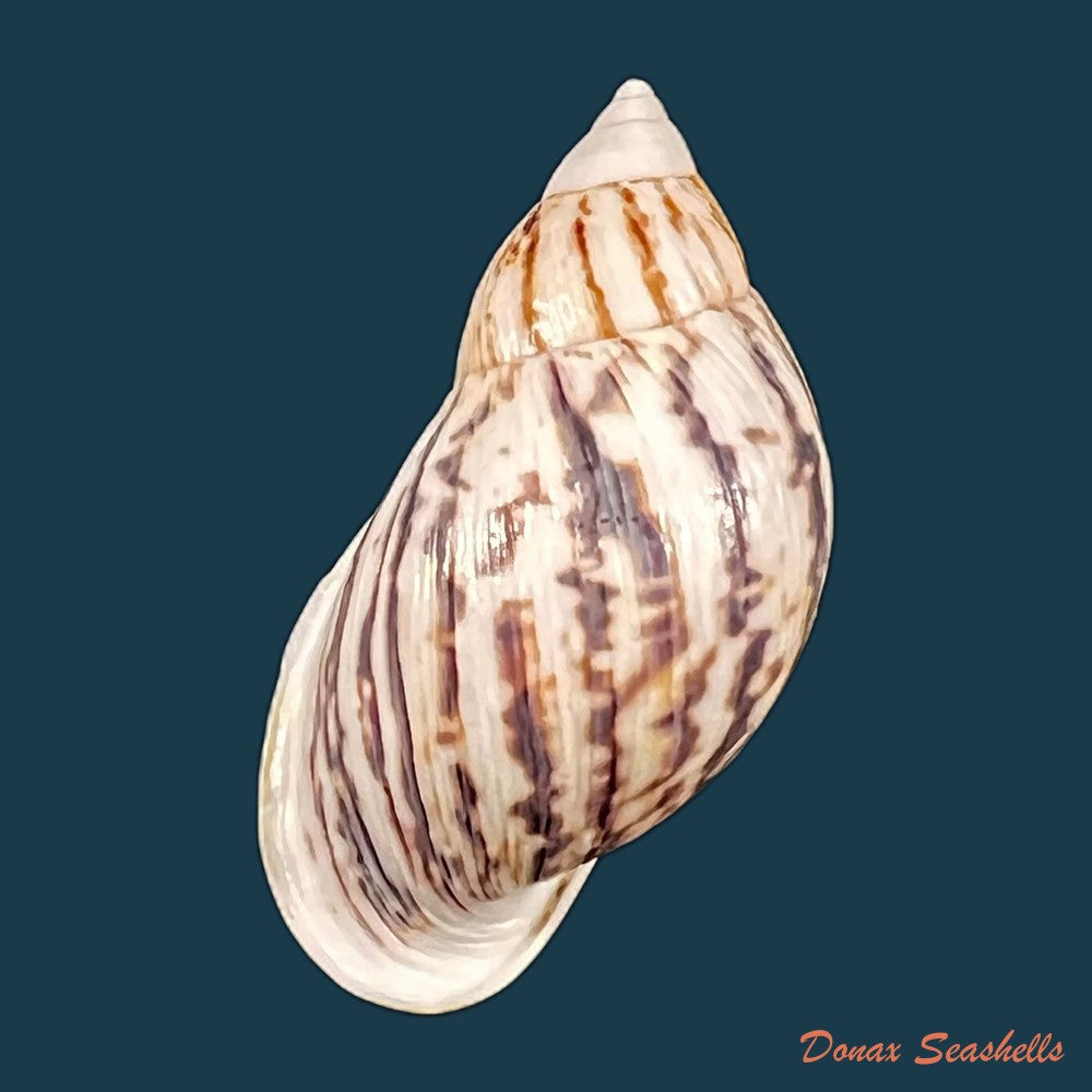 copia-de-drymaeus-pulcherrimus-h-adams-1867-33-8mm