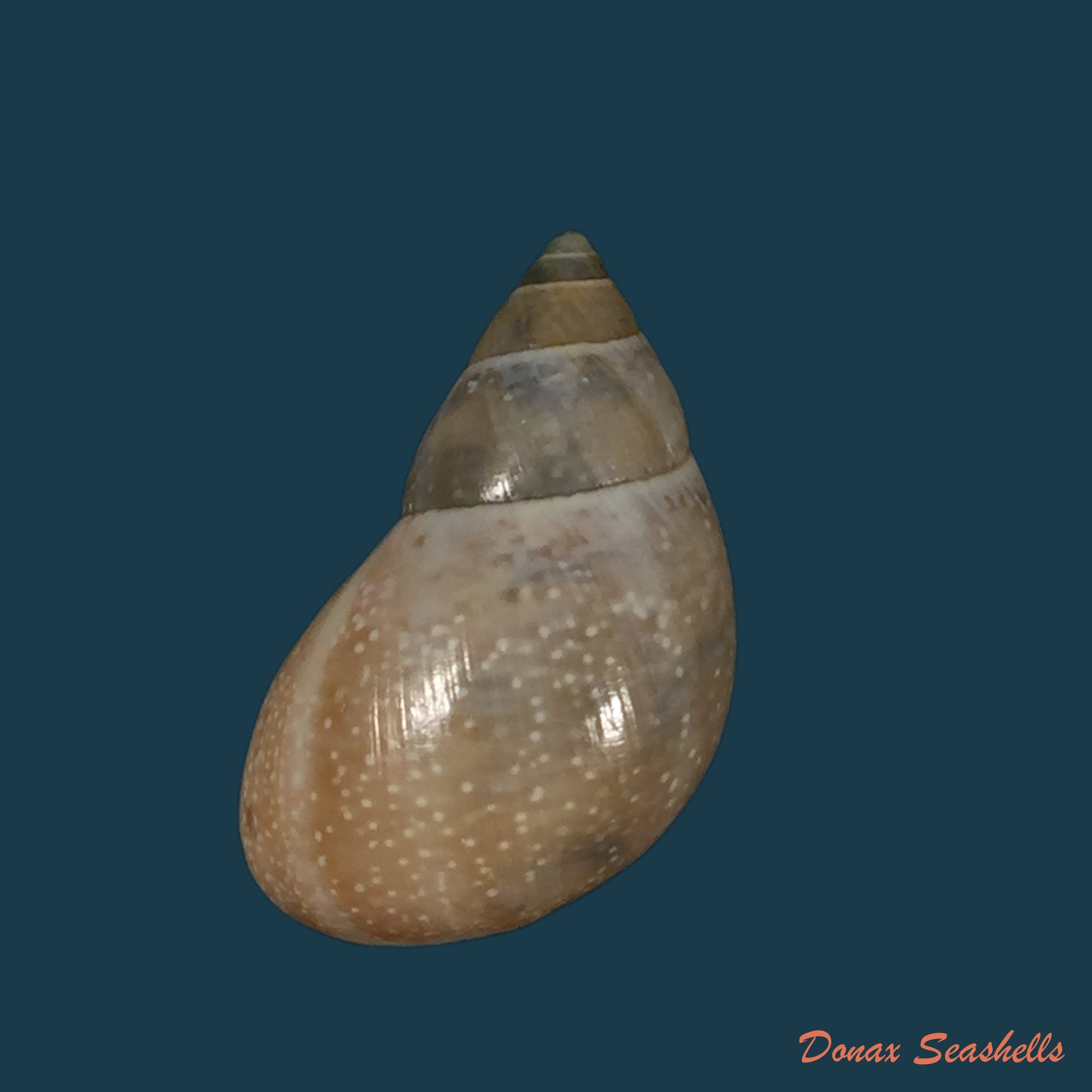 copia-de-drymaeus-scitulus-cochambalensis-weyrauch-1917