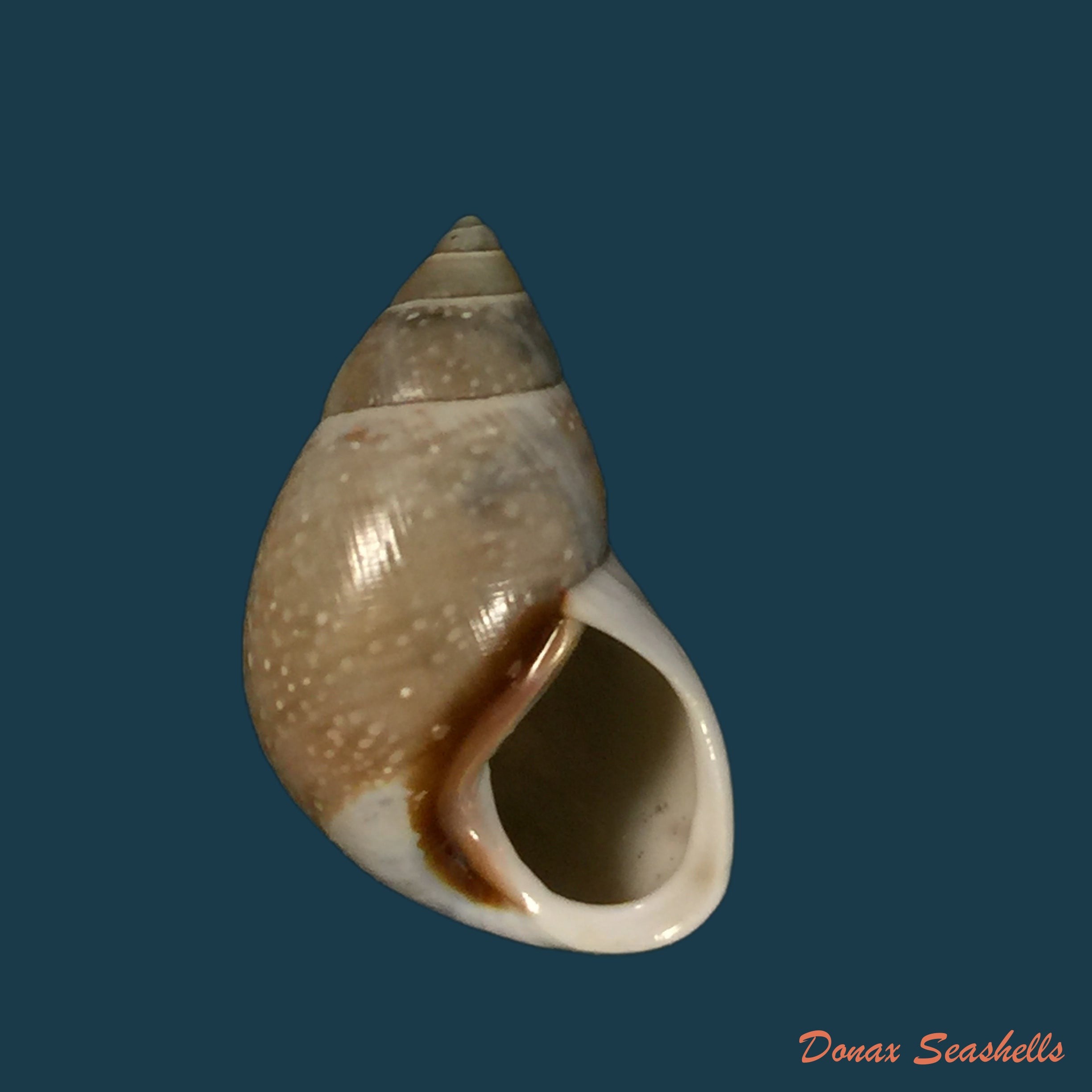 copia-de-drymaeus-scitulus-cochambalensis-weyrauch-1917
