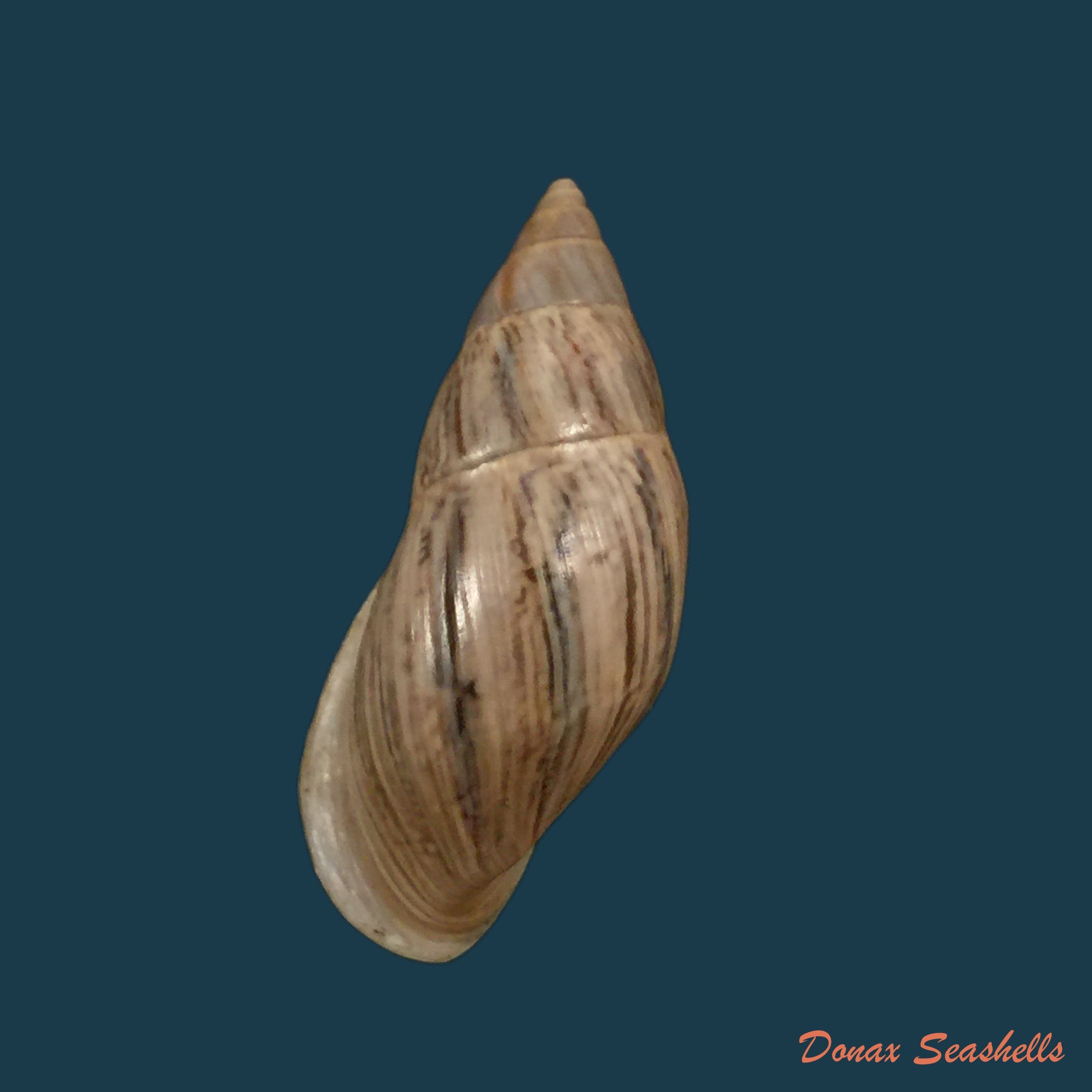 copia-de-drymaeus-subsemiclausus-petit-de-la-saussaye-1843-23-3mm