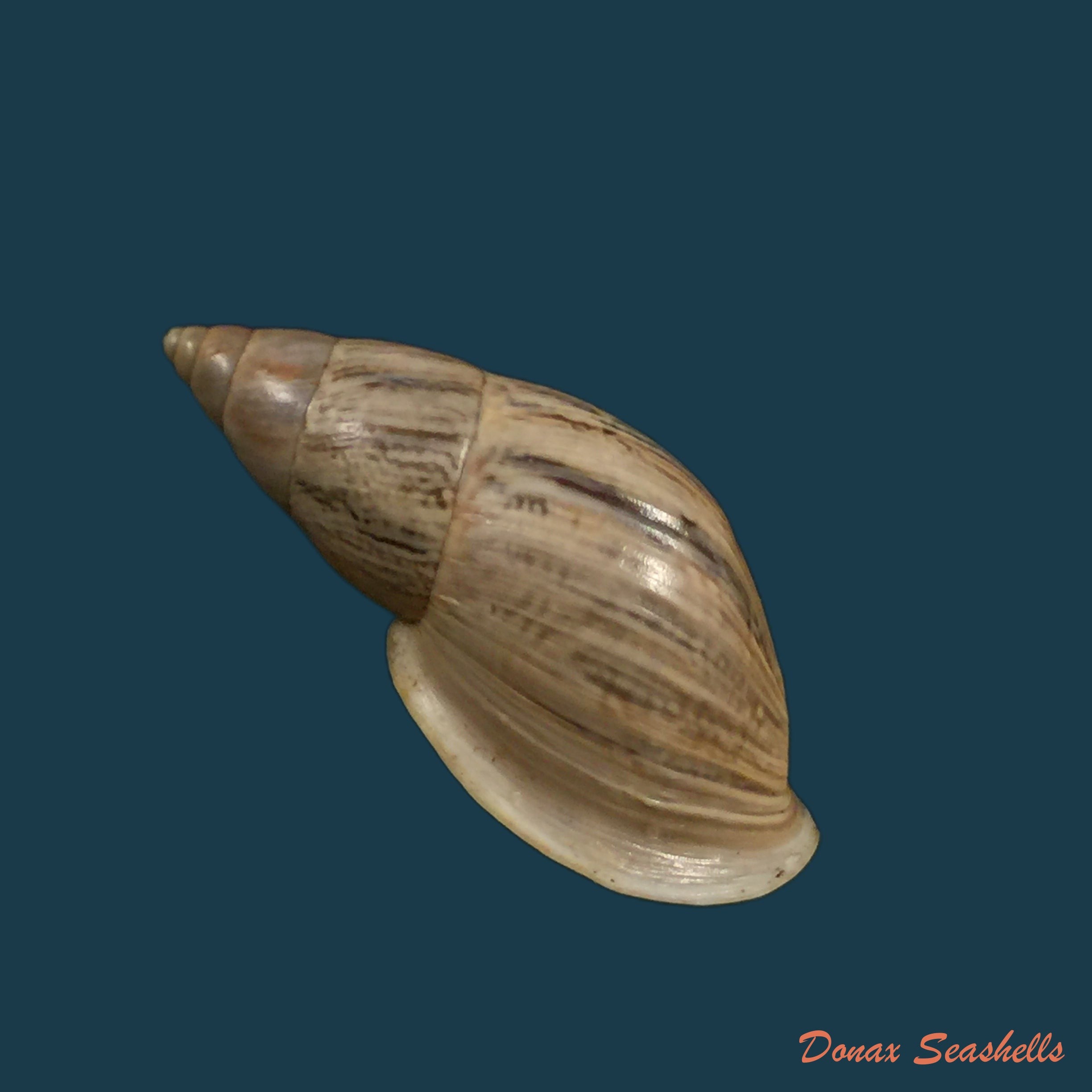 copia-de-drymaeus-subsemiclausus-petit-de-la-saussaye-1843-23-3mm