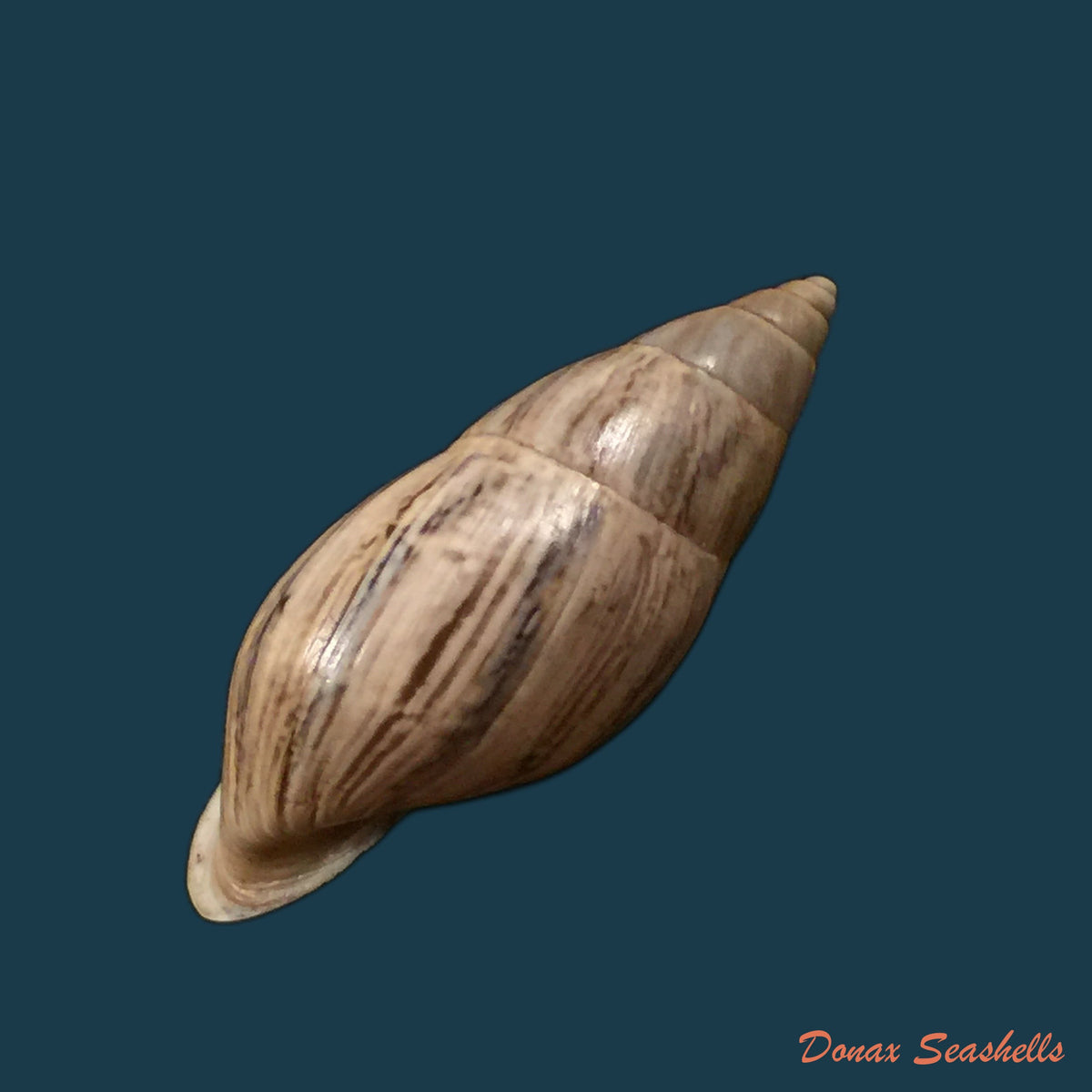 copia-de-drymaeus-subsemiclausus-petit-de-la-saussaye-1843-23-3mm