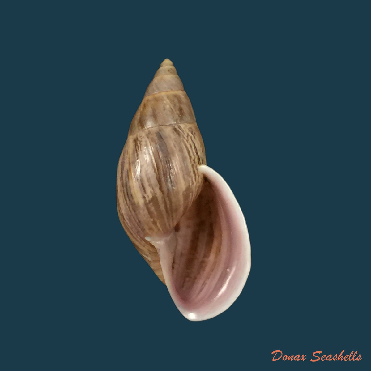 copia-de-drymaeus-subsemiclausus-petit-de-la-saussaye-1843-23-3mm