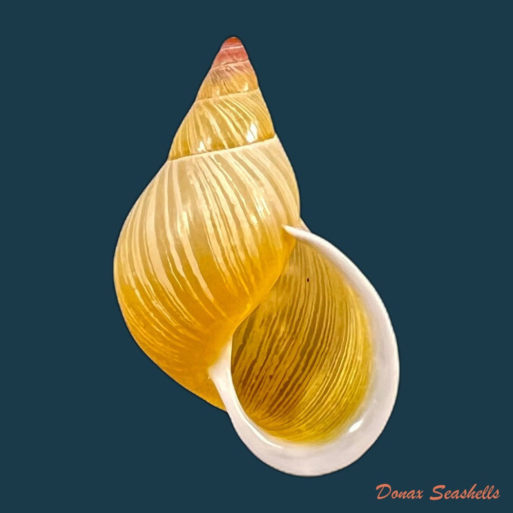 copia-de-drymaeus-valentini-breure-vega-luz-2020-27-5mm