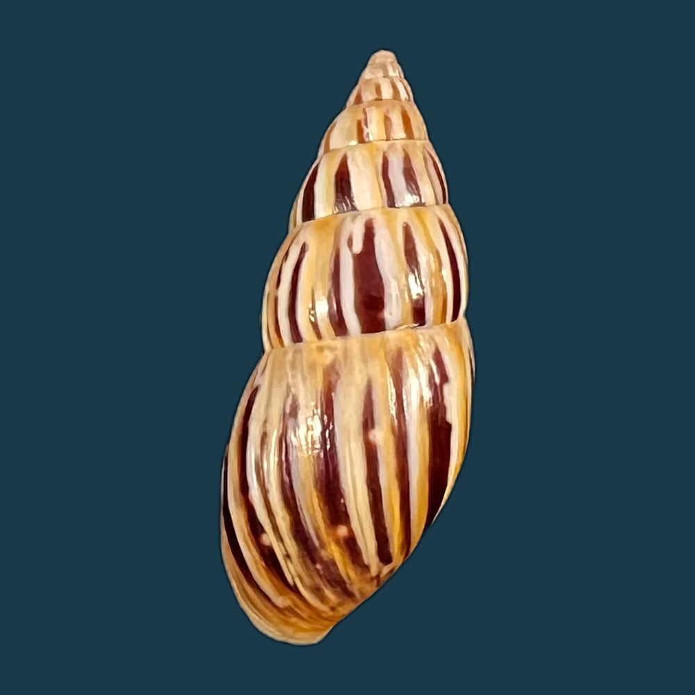 copia-de-drymaeus-valentini-breure-vega-luz-2020-29-1mm