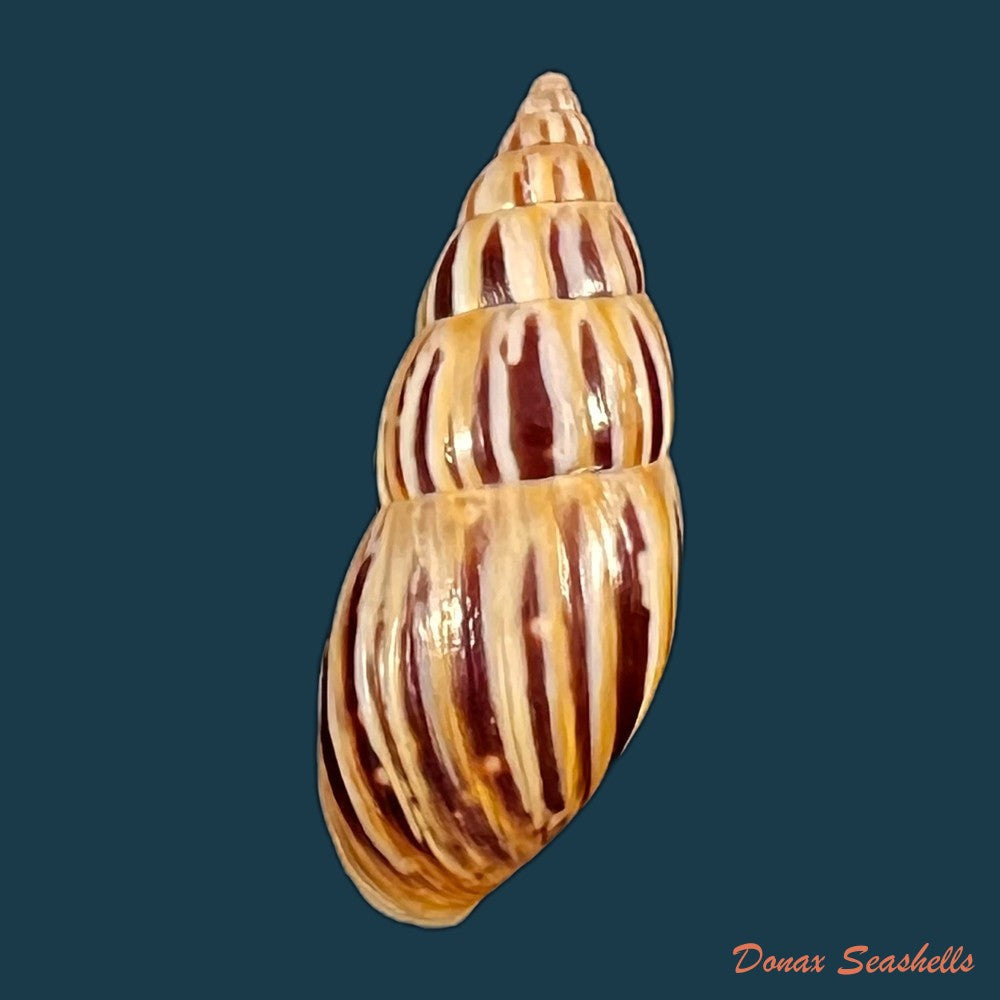 copia-de-drymaeus-valentini-breure-vega-luz-2020-29-1mm