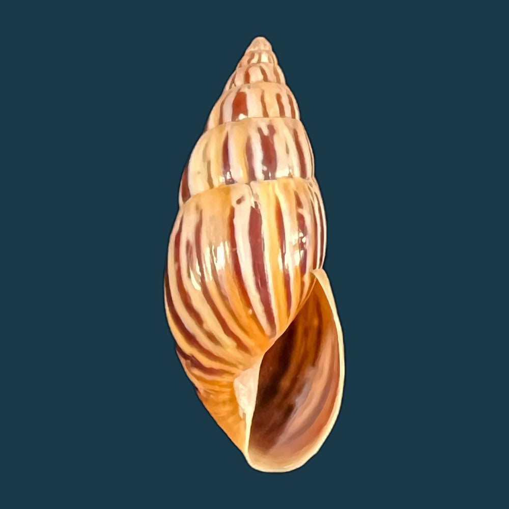 copia-de-drymaeus-valentini-breure-vega-luz-2020-29-1mm