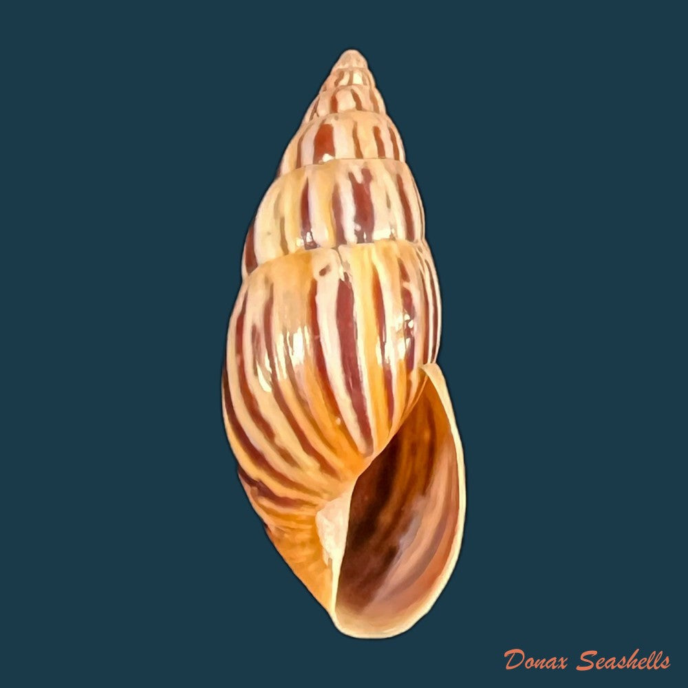 copia-de-drymaeus-valentini-breure-vega-luz-2020-29-1mm