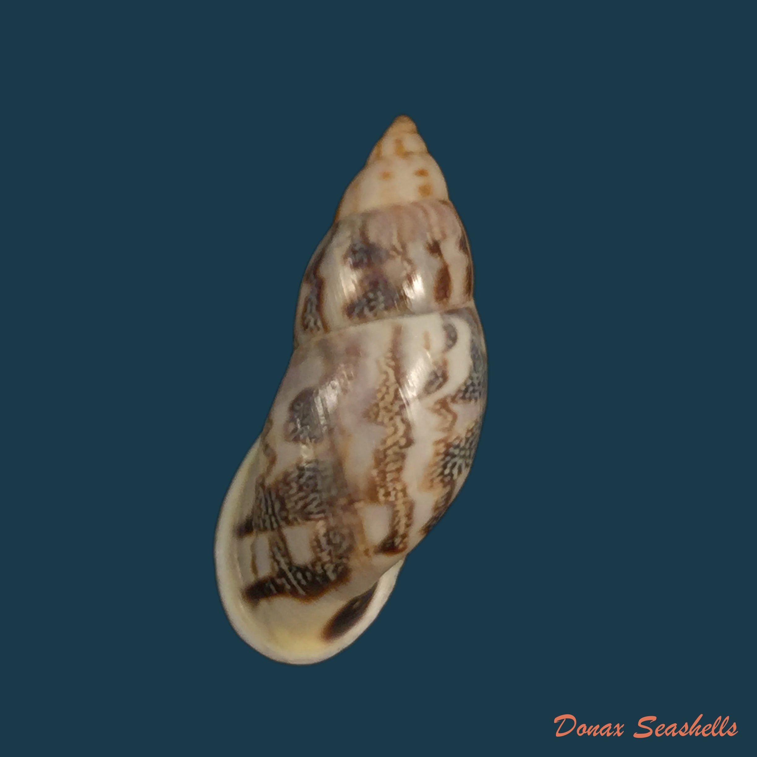 copia-de-drymaeus-violaceus-mousson-1873-33-9mm