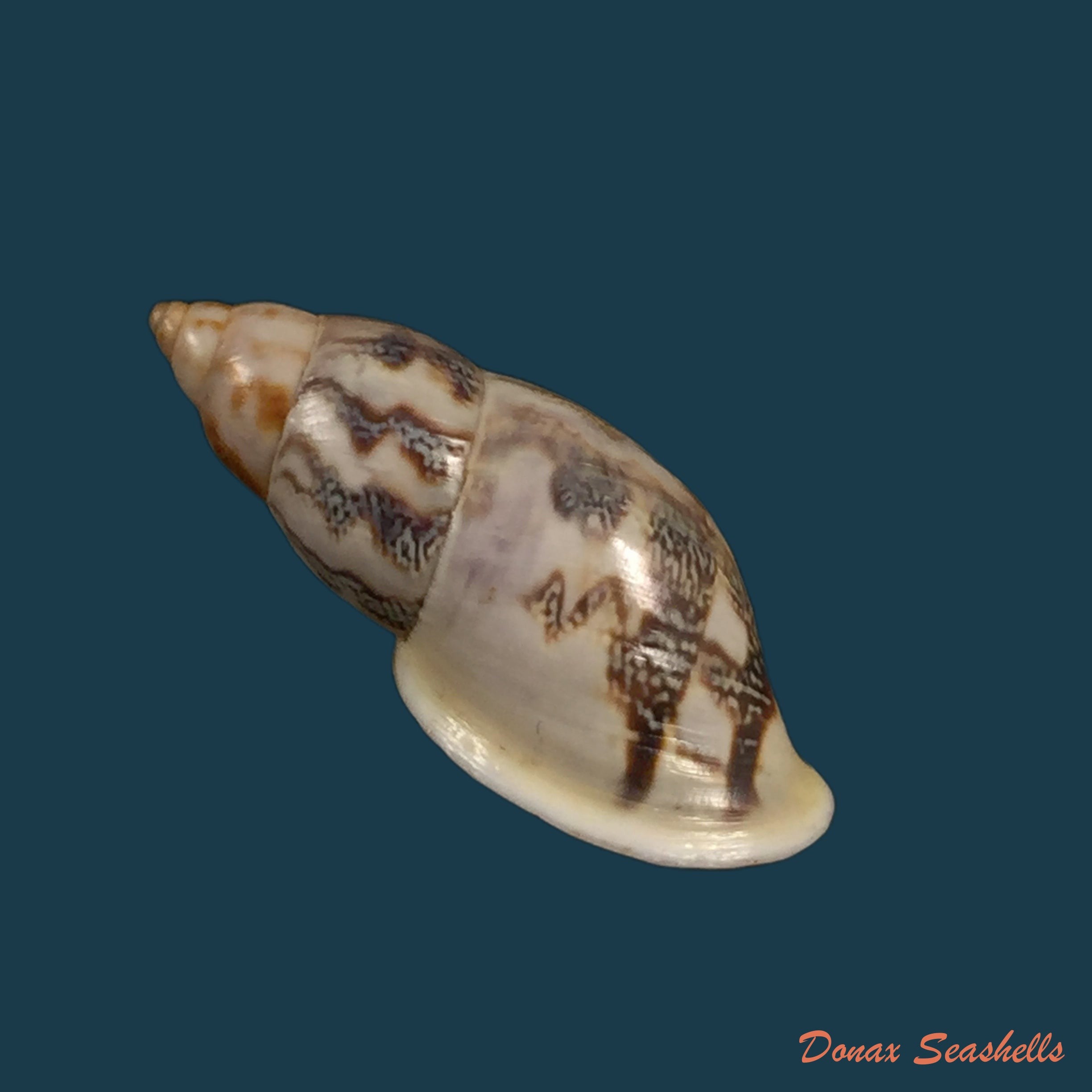 copia-de-drymaeus-violaceus-mousson-1873-33-9mm