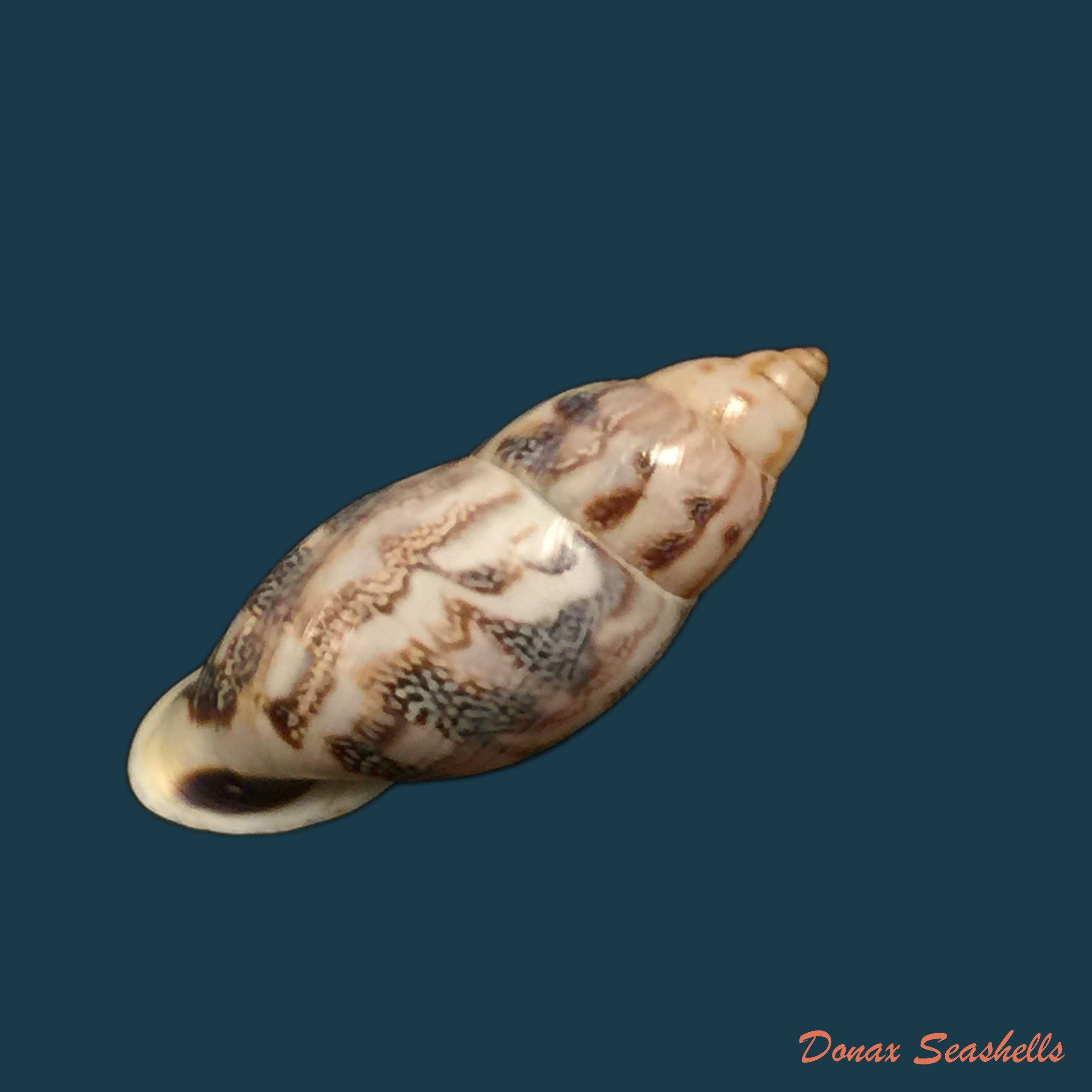 copia-de-drymaeus-violaceus-mousson-1873-33-9mm
