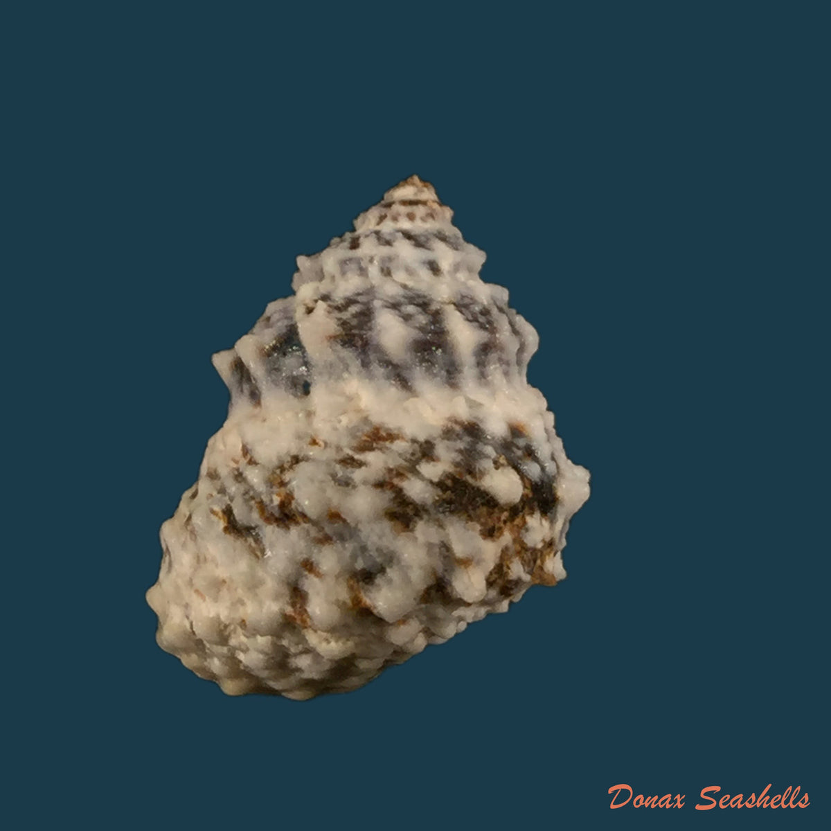 copia-de-echininus-nodulosus-pfeiffer-1840