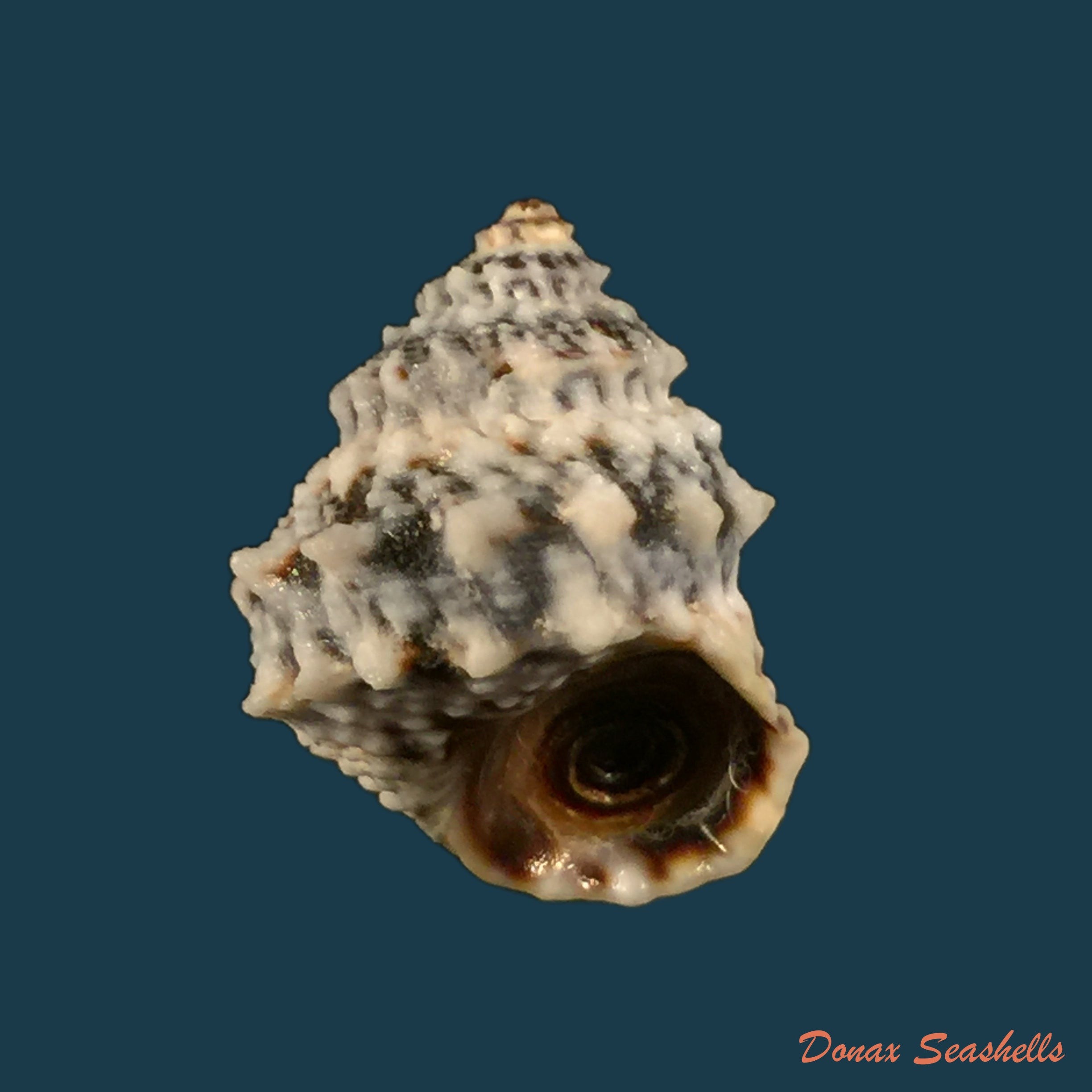 copia-de-echininus-nodulosus-pfeiffer-1840