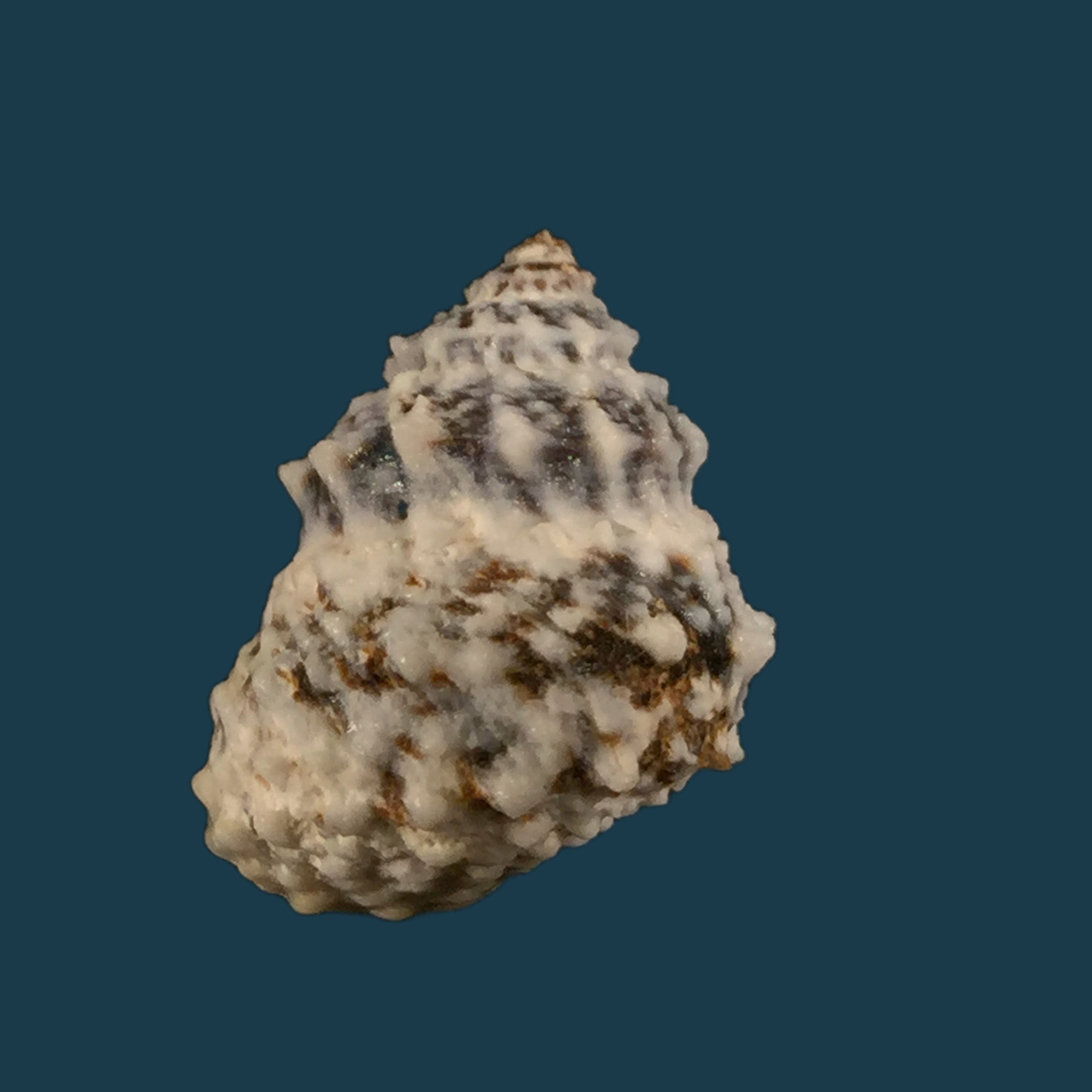 Echininus nodulosus (Pfeiffer, 1839) - 16,9mm