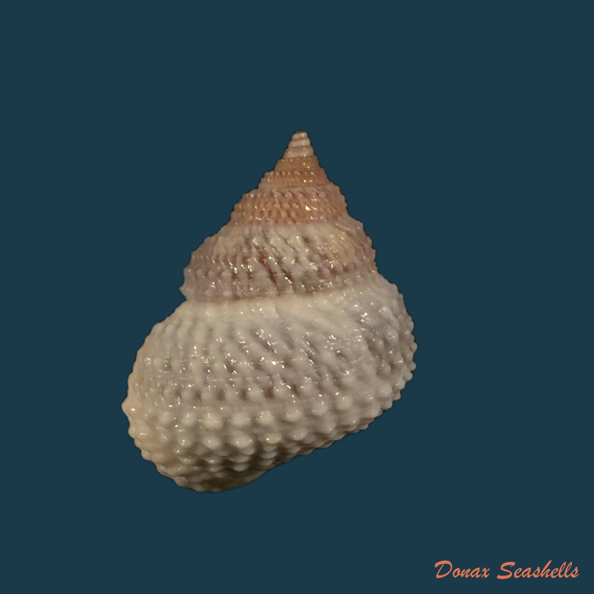 copia-de-echininus-nodulosus-pfeiffer-1842