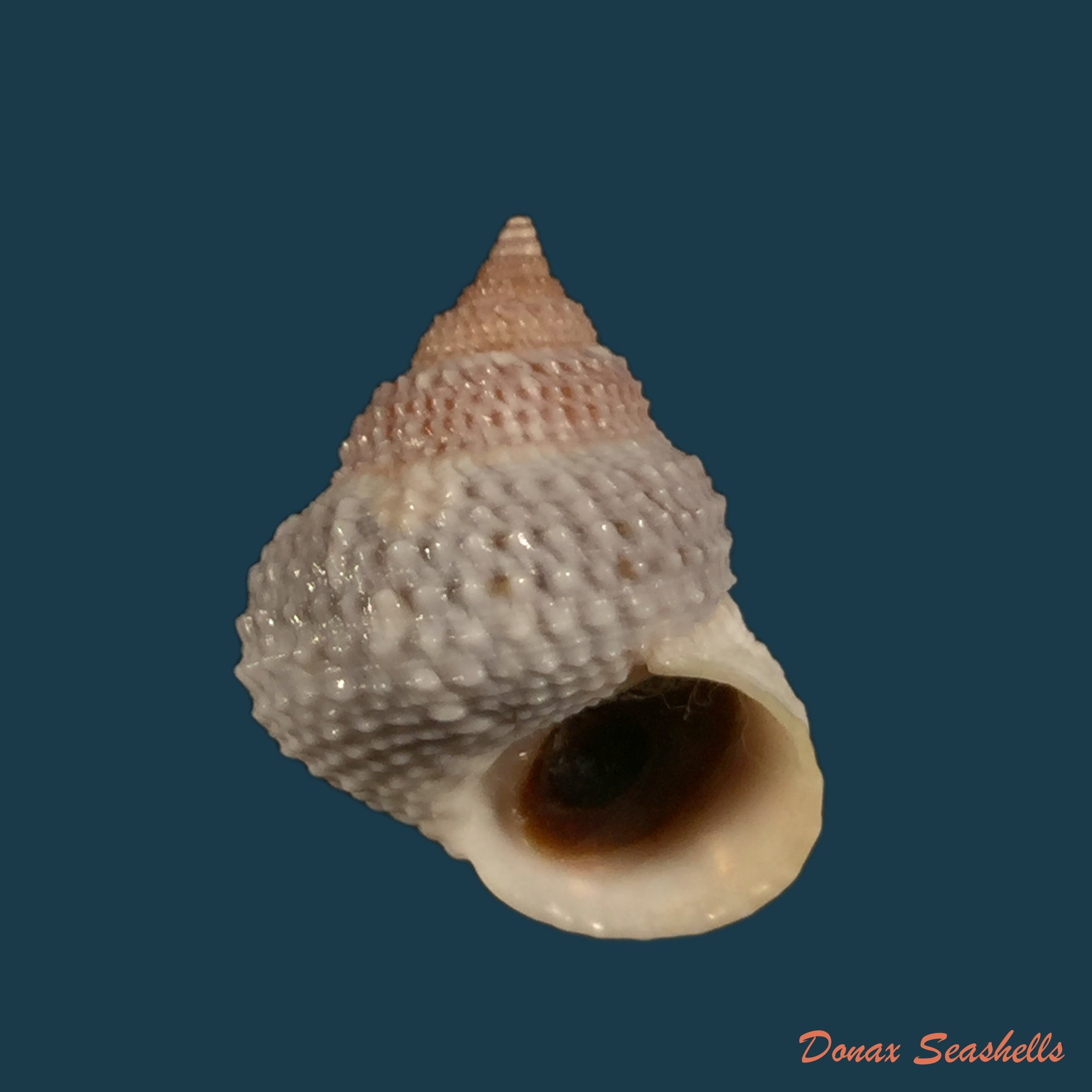 copia-de-echininus-nodulosus-pfeiffer-1842