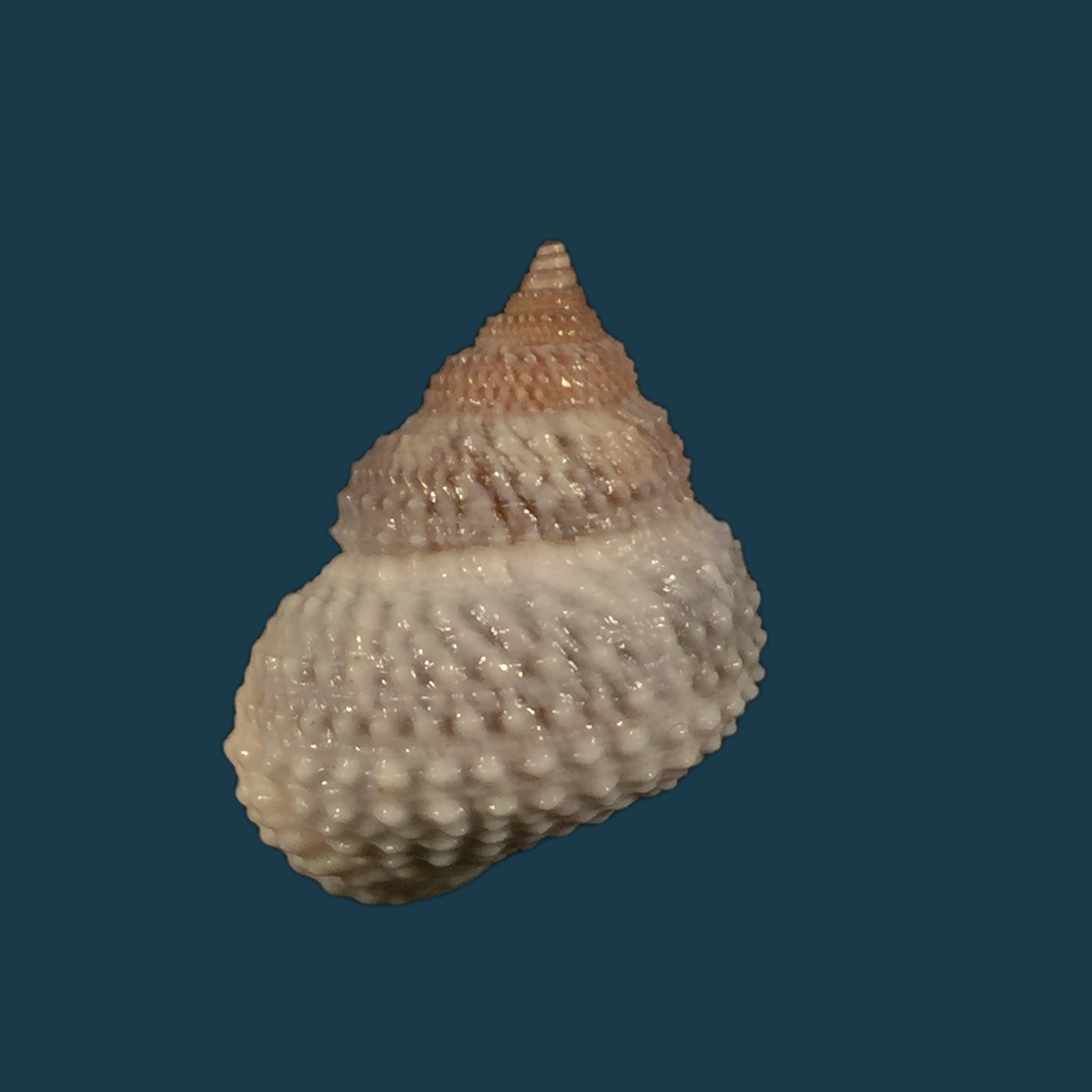 Tectarius muricatus (Linnaeus, 1758) - 22,9mm