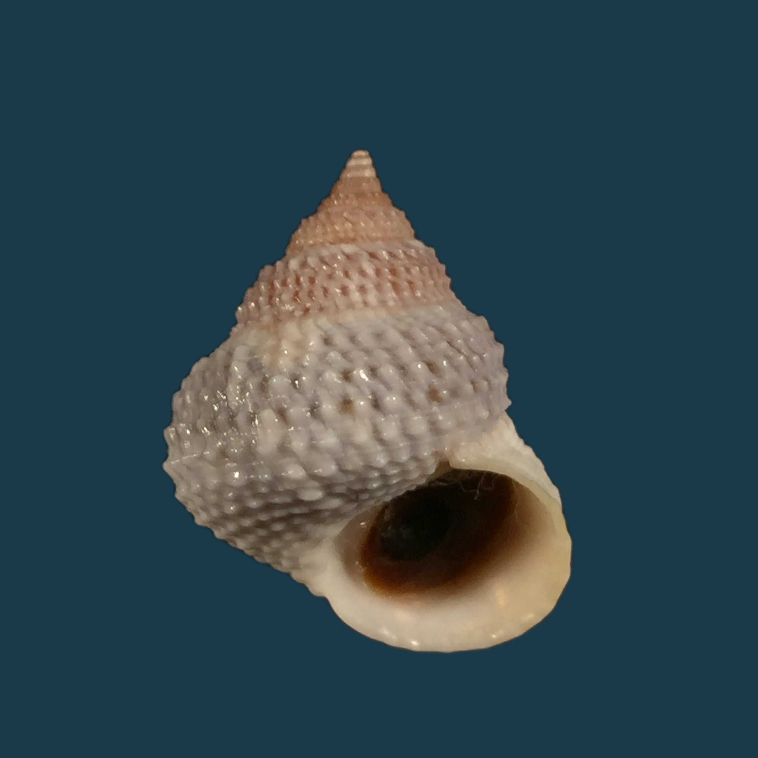 Tectarius muricatus (Linnaeus, 1758) - 22,9mm