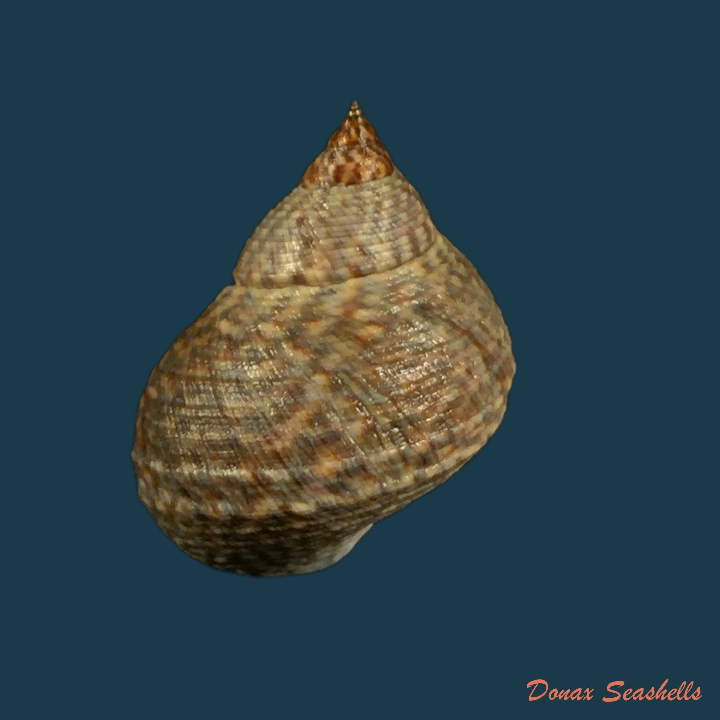 copia-de-echinolittorina-aspera-philippi-1847