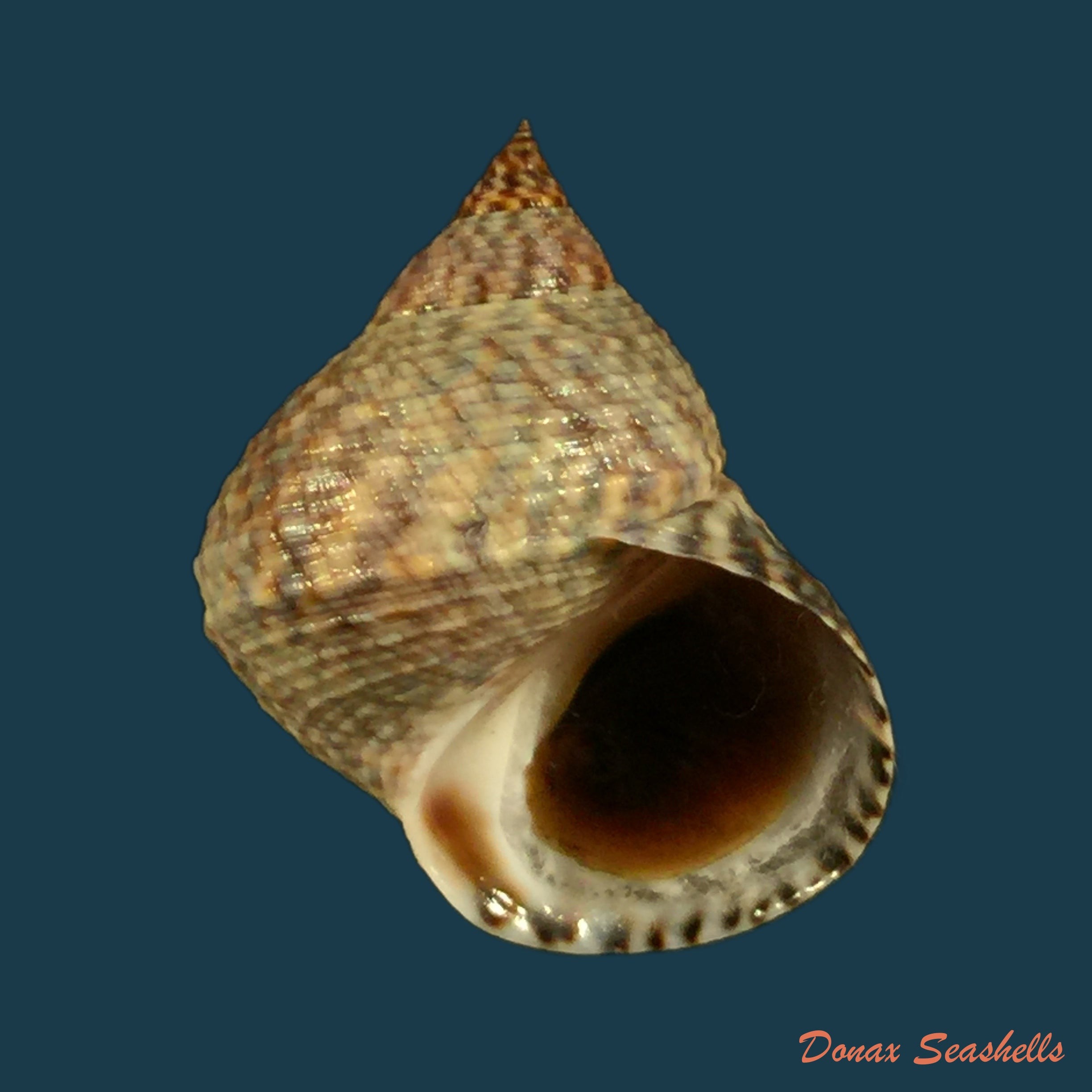 copia-de-echinolittorina-aspera-philippi-1847