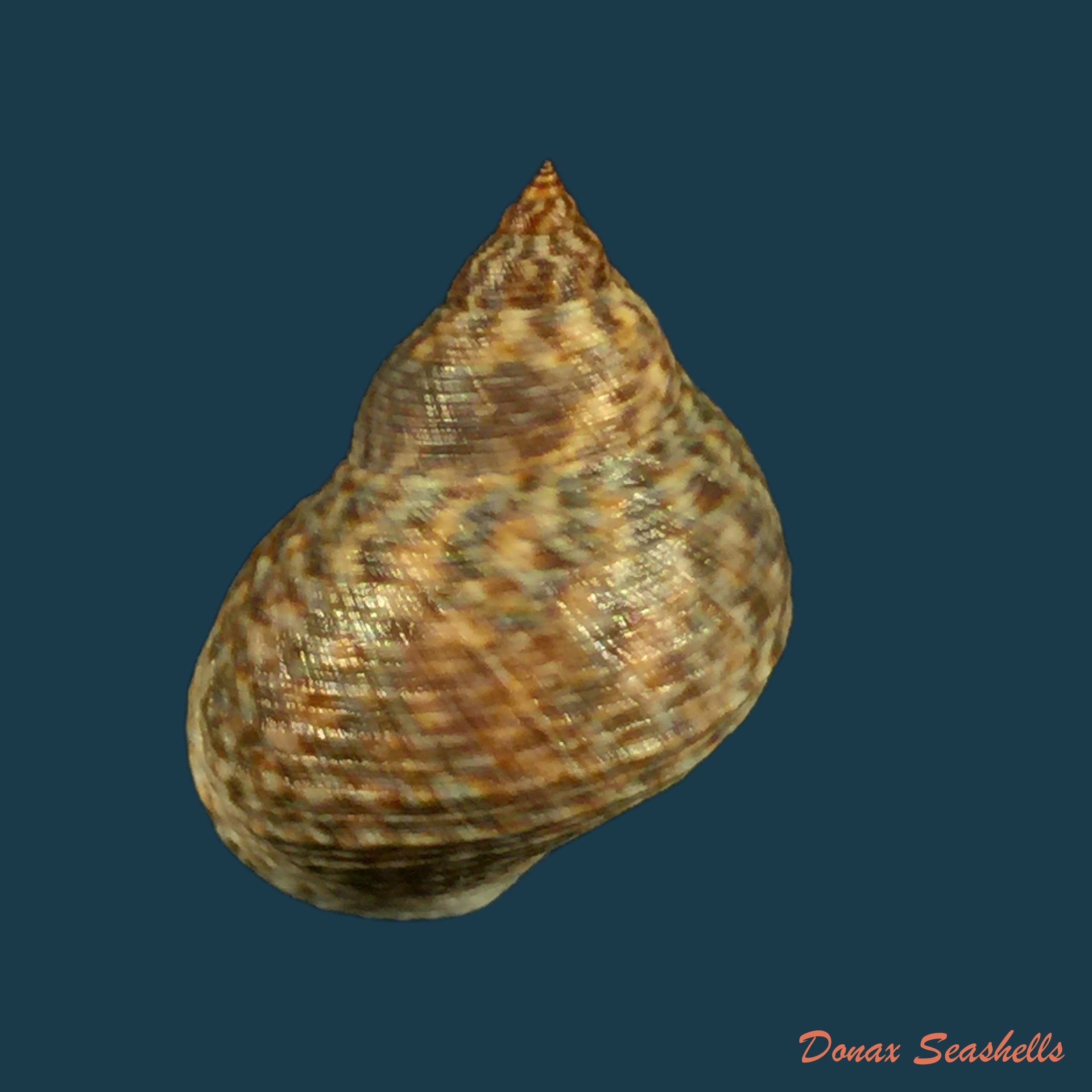 copia-de-echinolittorina-aspera-philippi-1848