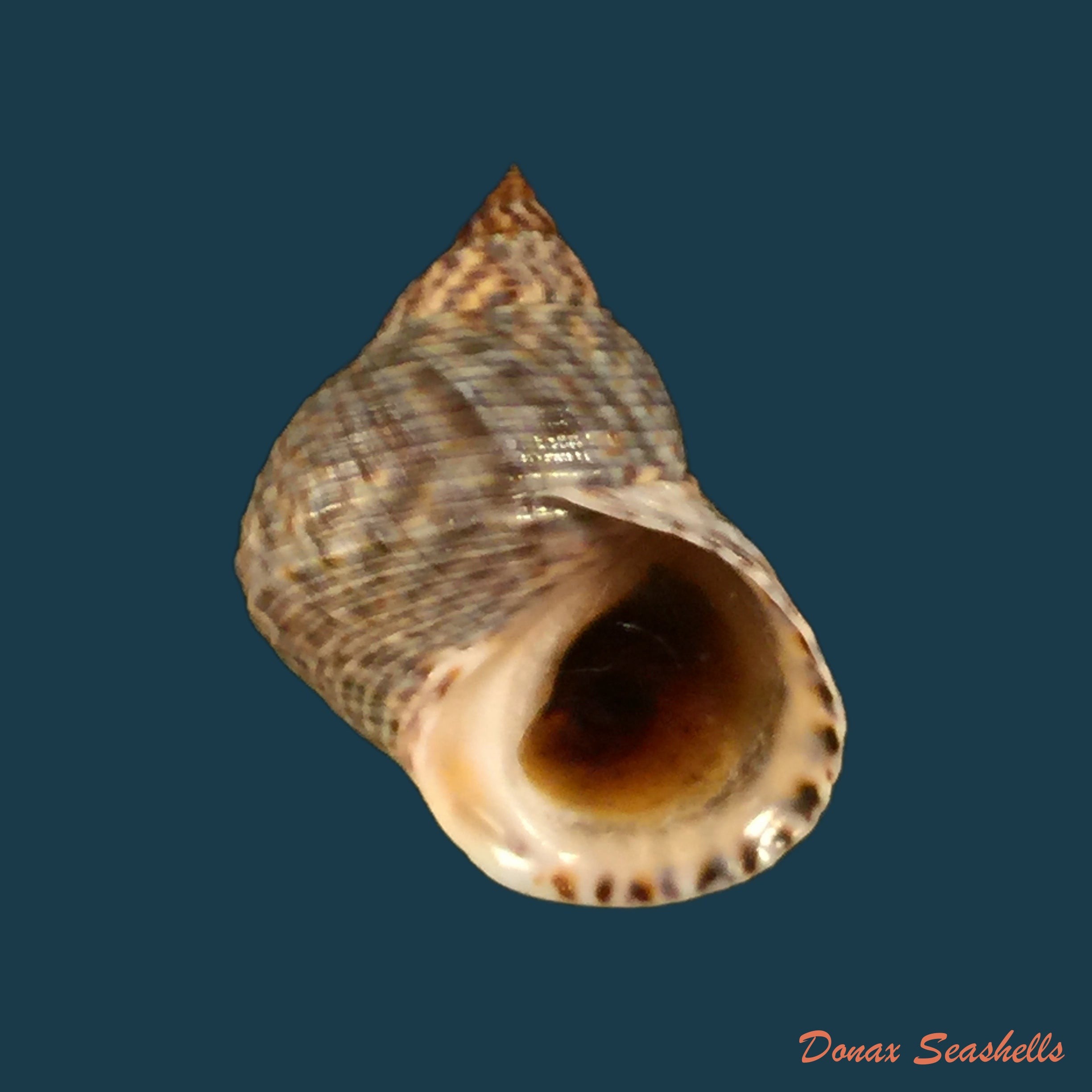 copia-de-echinolittorina-aspera-philippi-1848