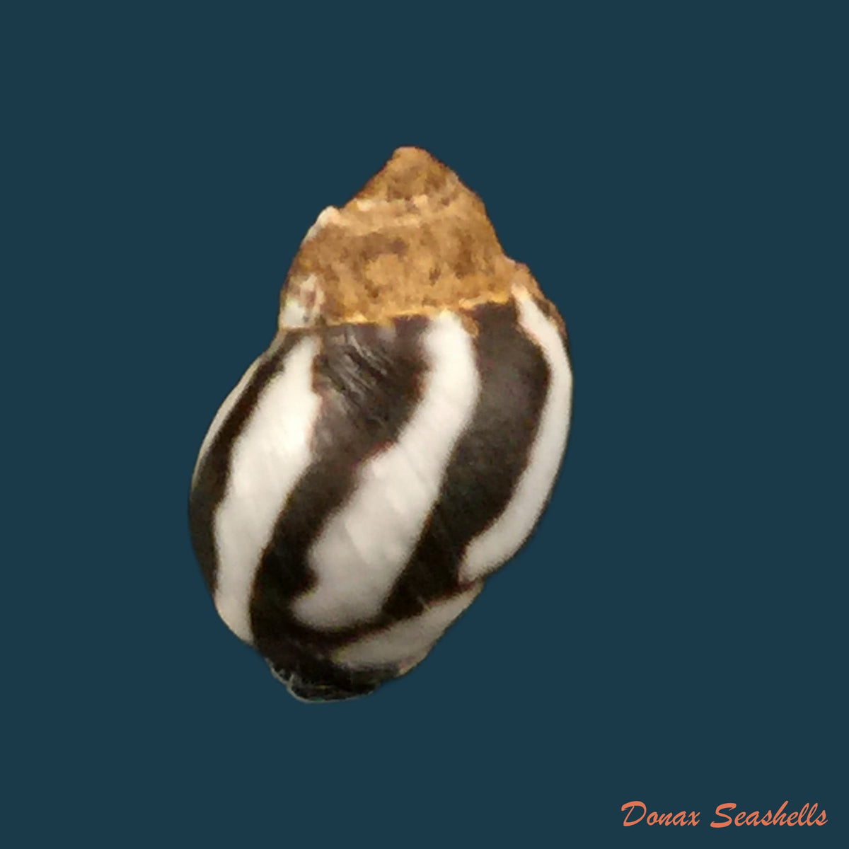 copia-de-echinolittorina-peruviana-lamarck-1823