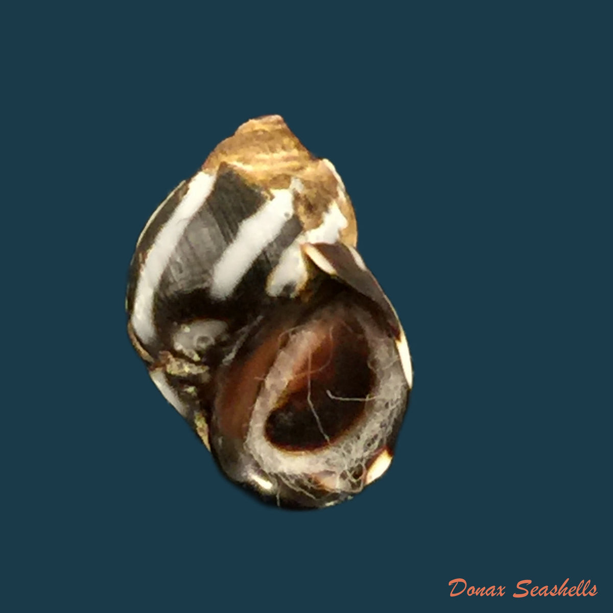 copia-de-echinolittorina-peruviana-lamarck-1823