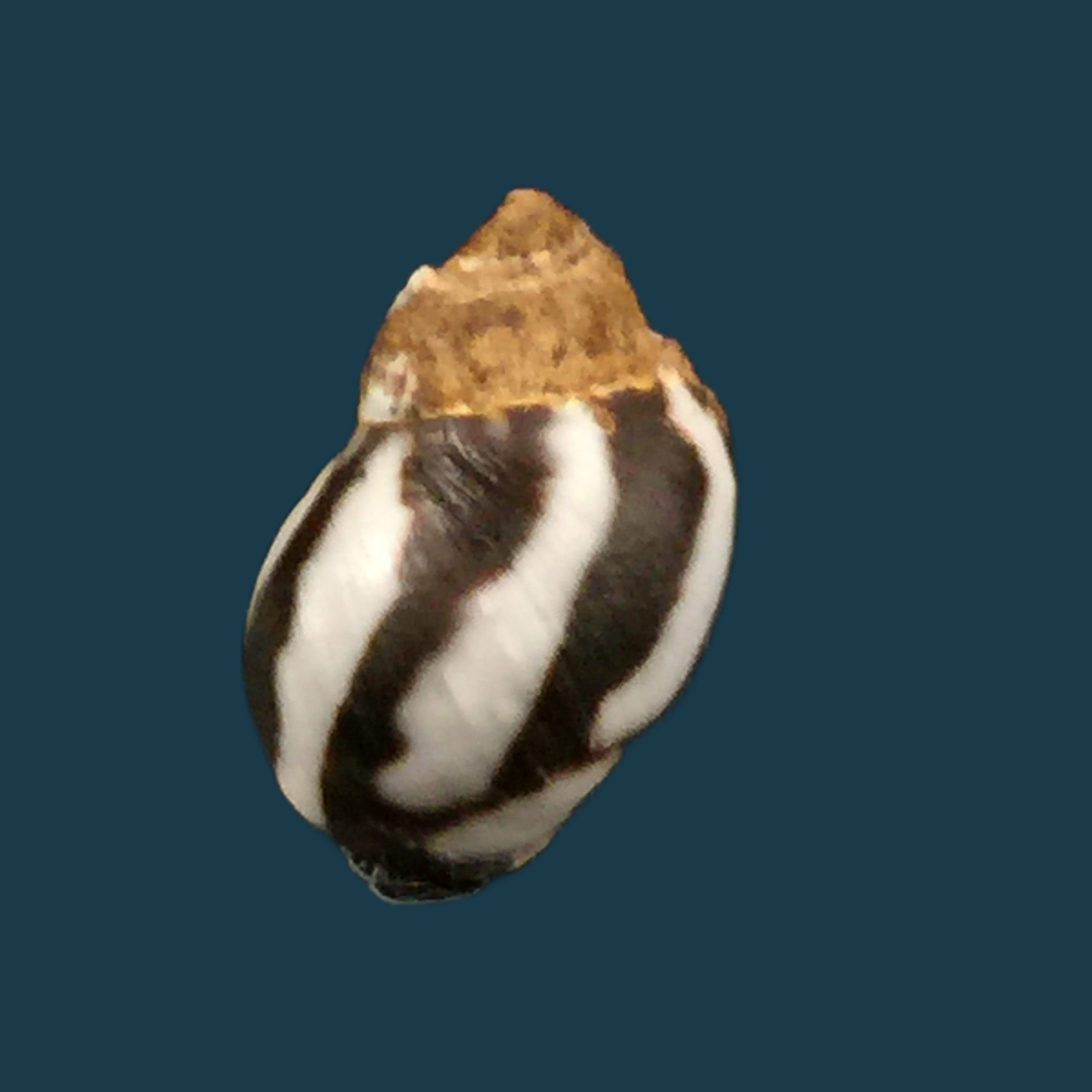 Echinolittorina peruviana (Lamarck, 1822) - 11,6mm