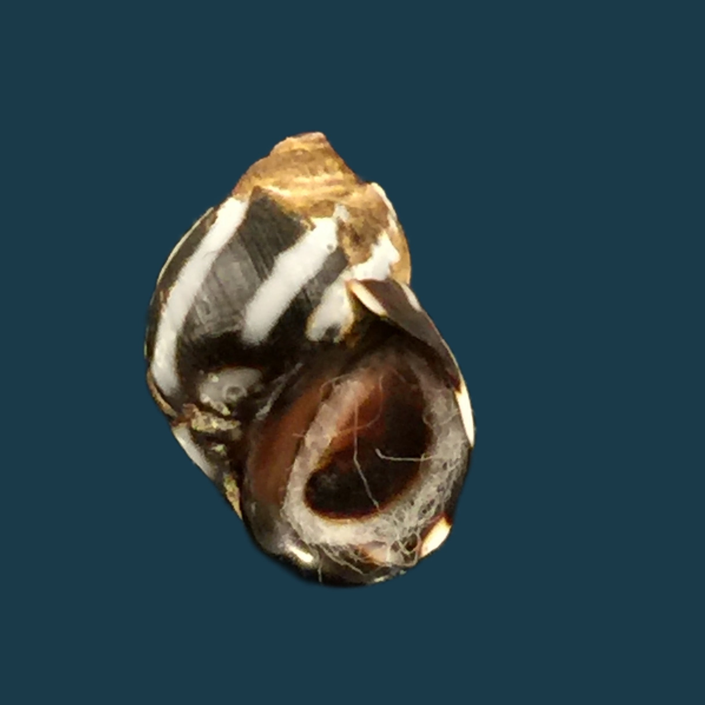 Echinolittorina peruviana (Lamarck, 1822) - 11,6mm