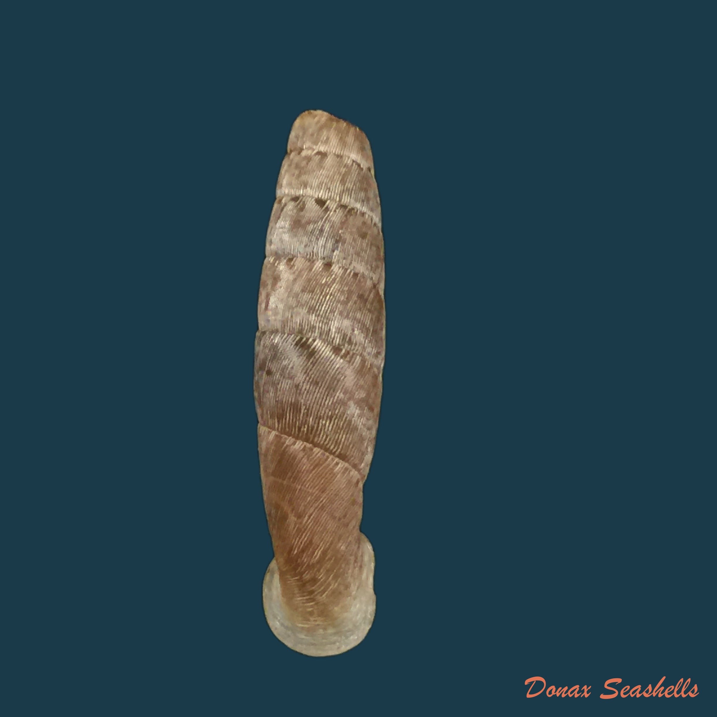 copia-de-ehrmaniella-quadrata-boettger-1880-21-3mm