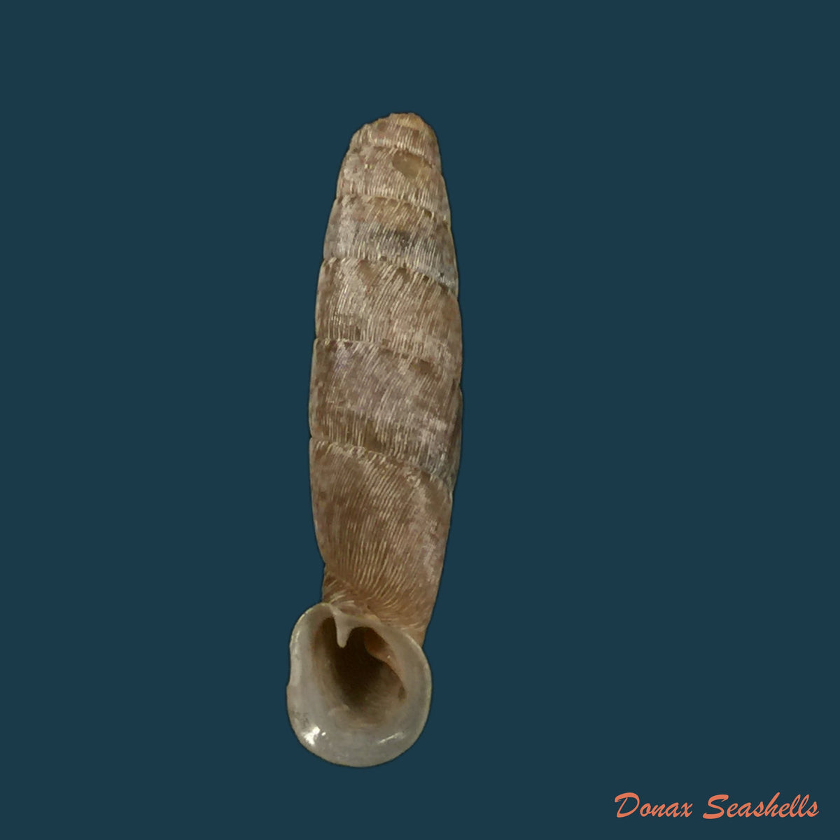 copia-de-ehrmaniella-quadrata-boettger-1880-21-3mm