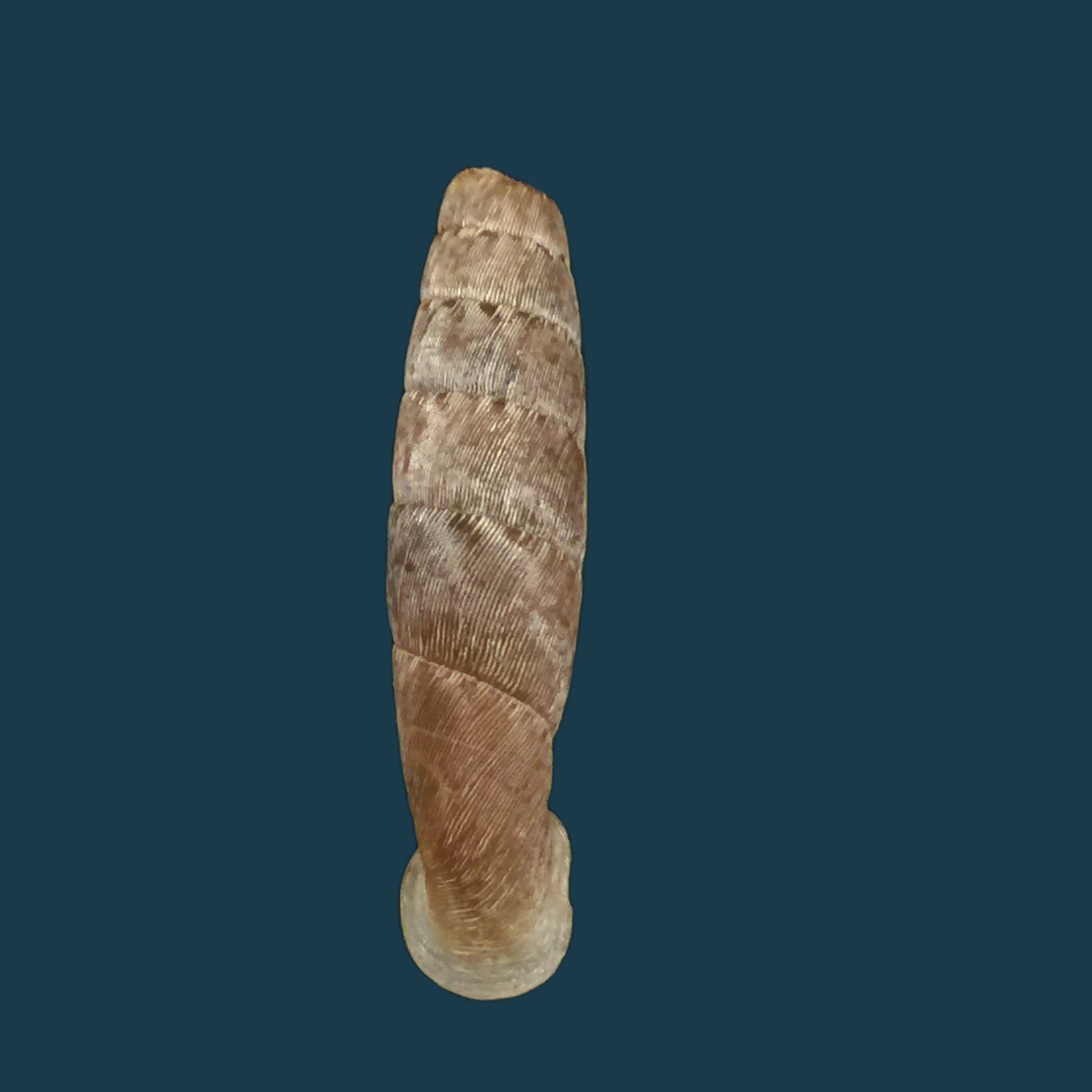 Cylindronenia canescens (Polinski, 1921) - 24,5mm