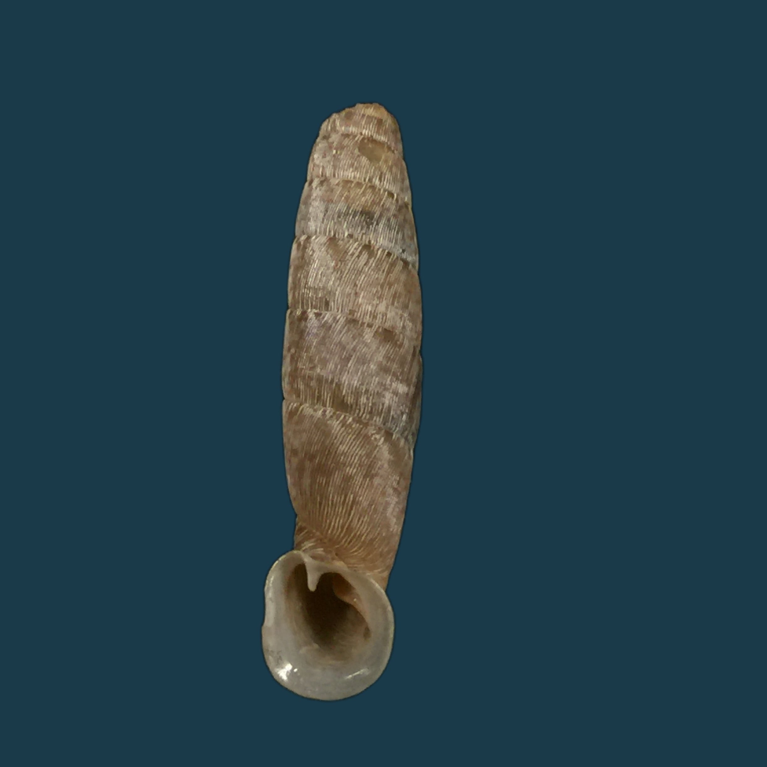 Cylindronenia canescens (Polinski, 1921) - 24,5mm