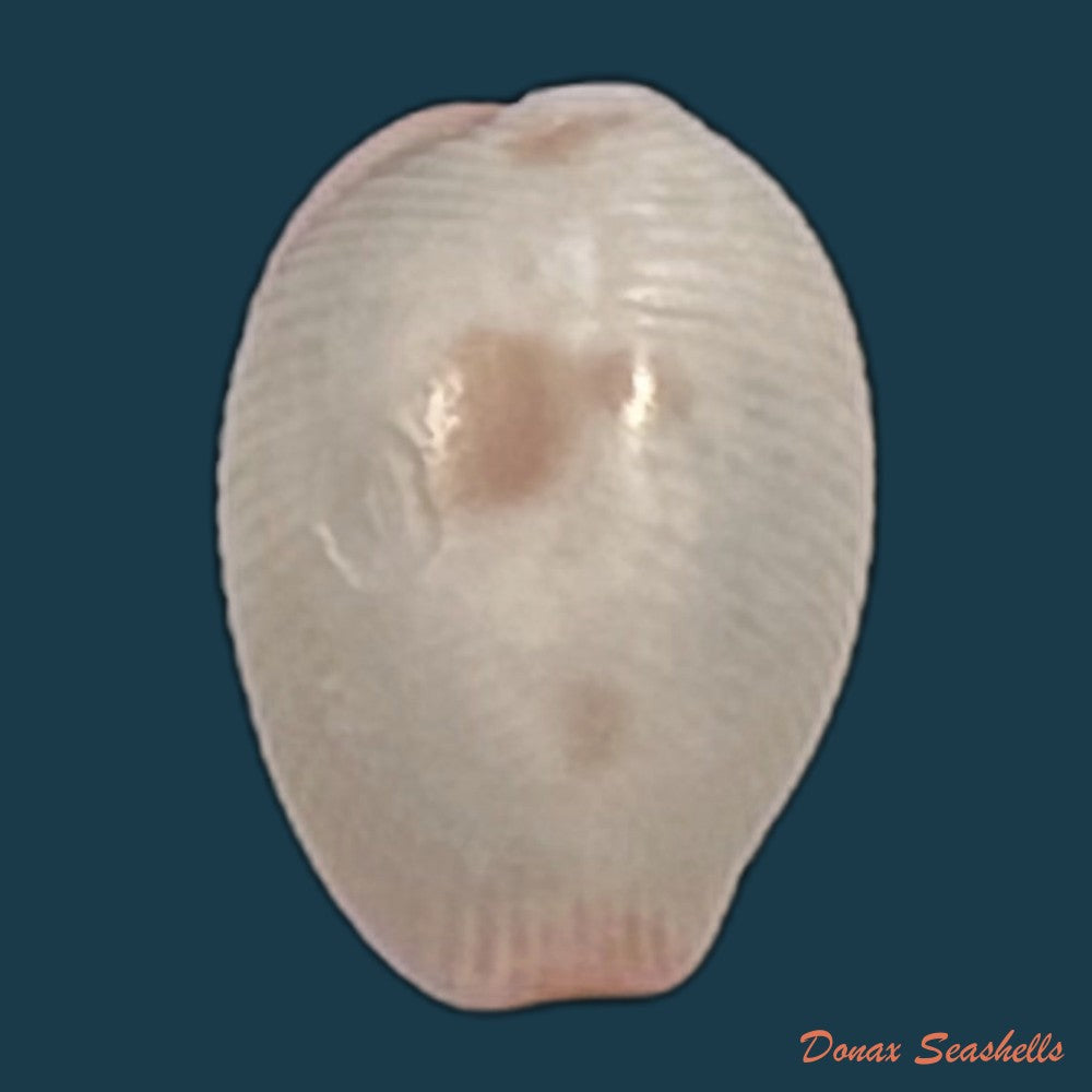 copia-de-ellatrivia-merces-iredale-1924-12-3mm