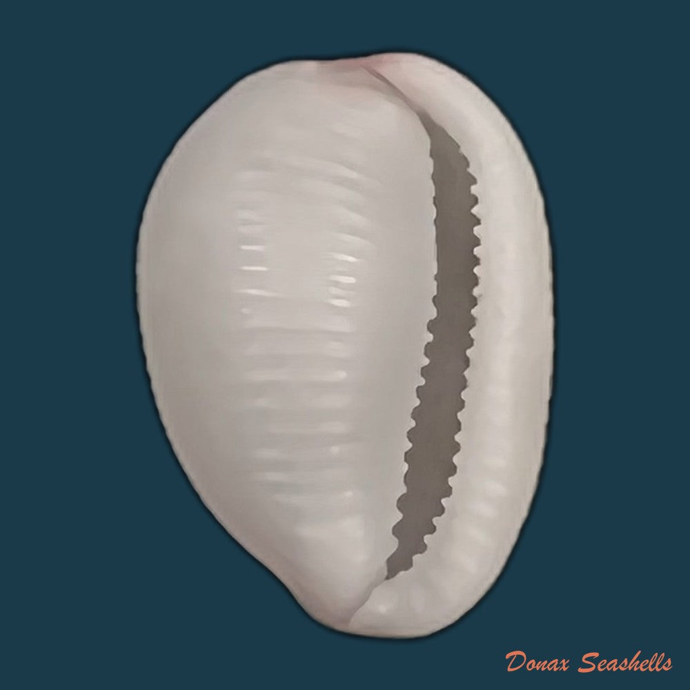 copia-de-ellatrivia-merces-iredale-1924-12-3mm