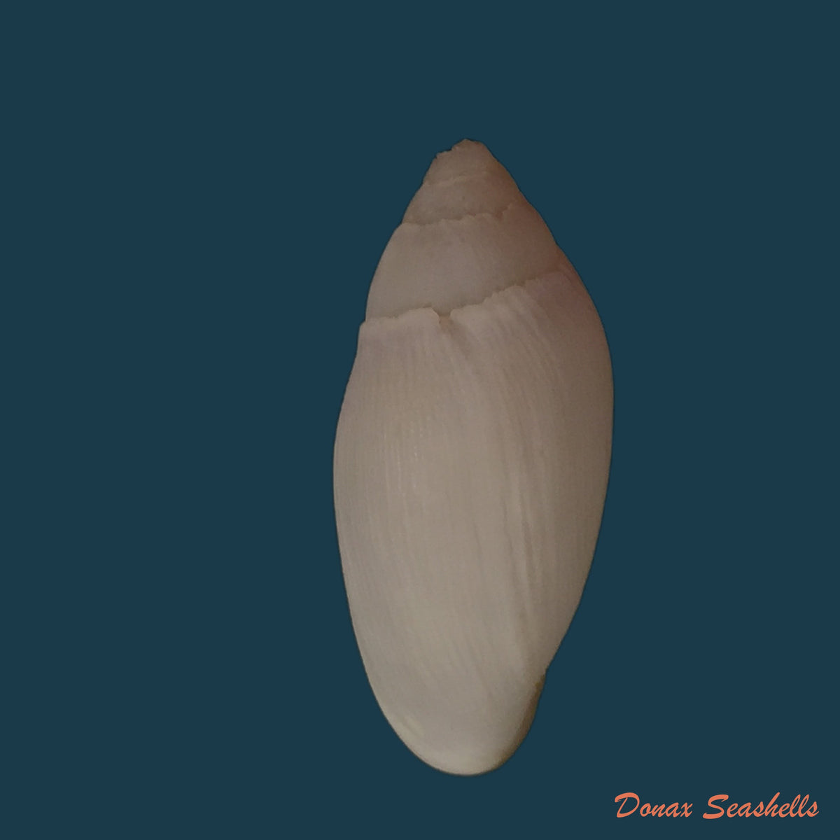 copia-de-ellobium-aurisjudae-linnaeus-1758-51-9mm