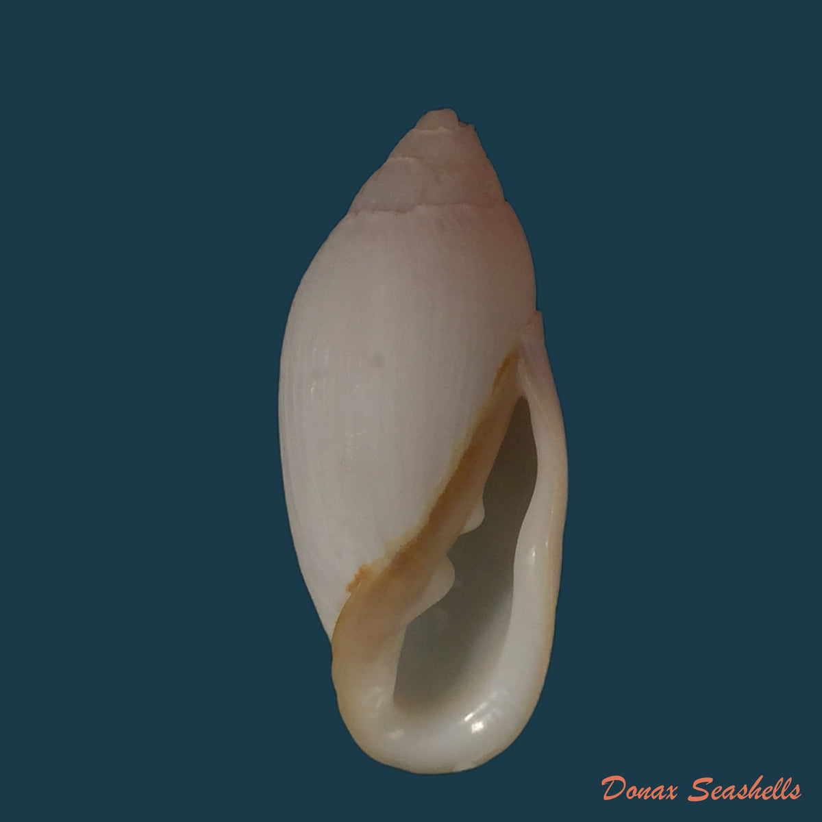 copia-de-ellobium-aurisjudae-linnaeus-1758-51-9mm