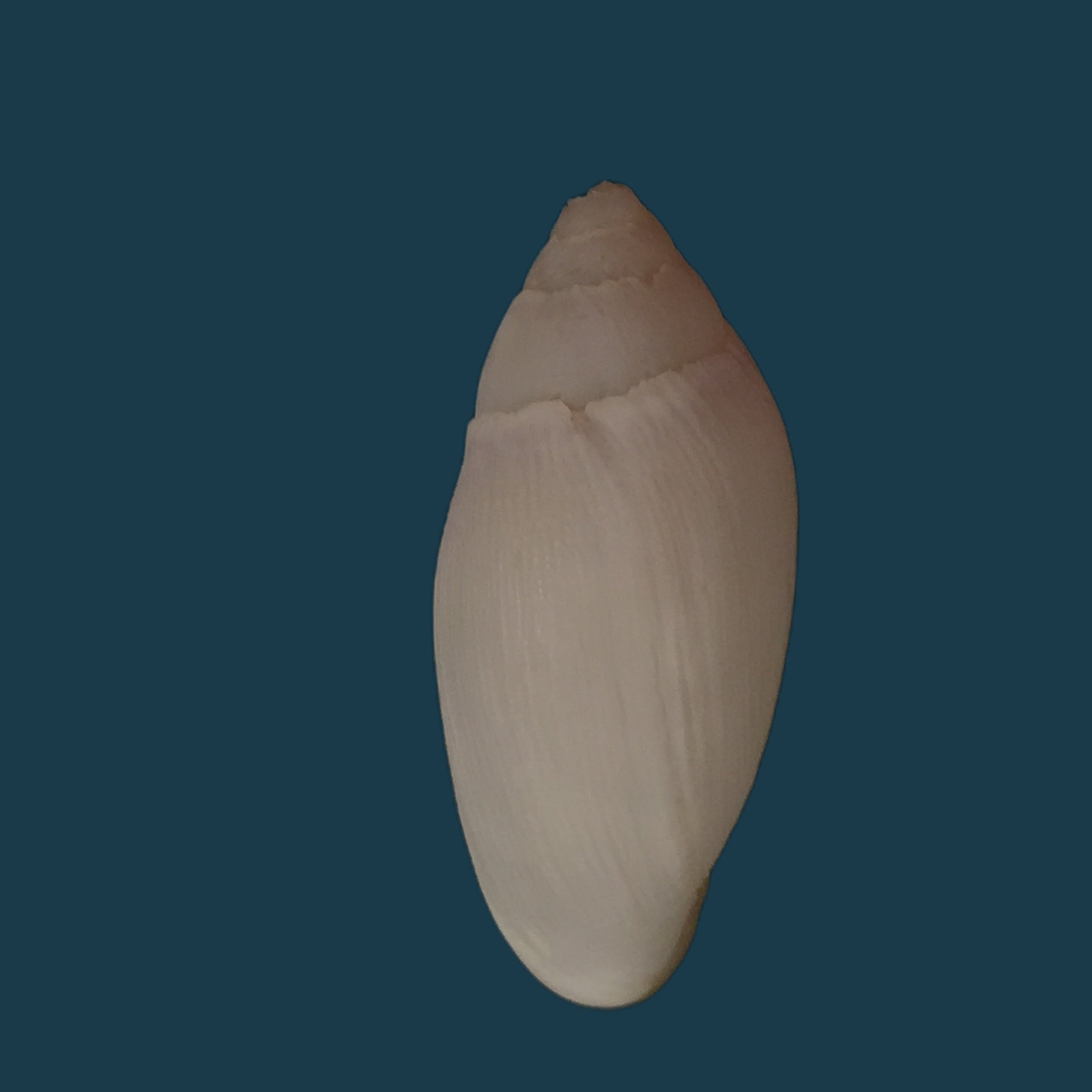 Ellobium aurisjudae Linnaeus, 1758 - 40,7毫米