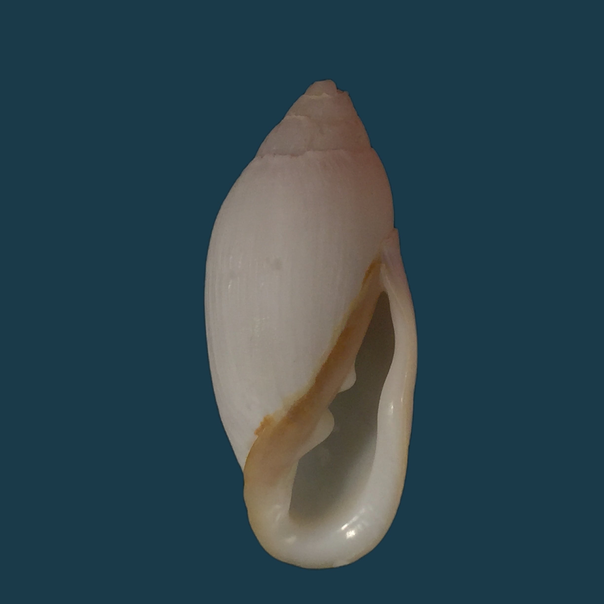 Ellobium aurisjudae Linnaeus, 1758 - 40,7毫米