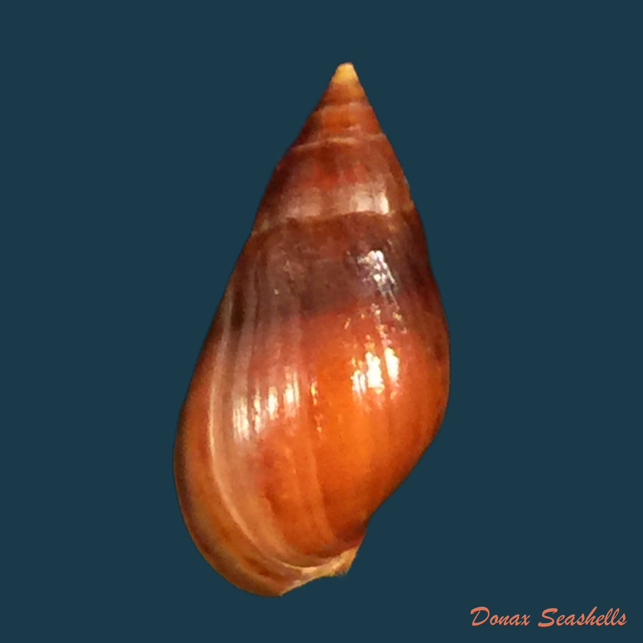 copia-de-ellobium-aurisjudae-linnaeus-1758
