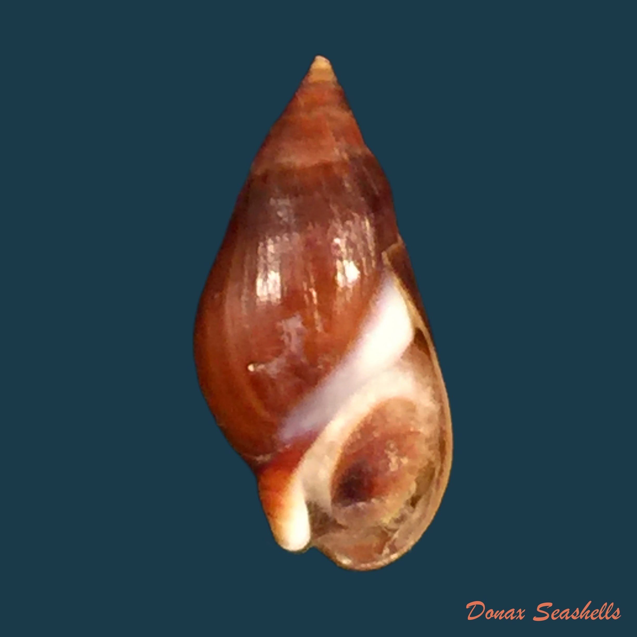 copia-de-ellobium-aurisjudae-linnaeus-1758