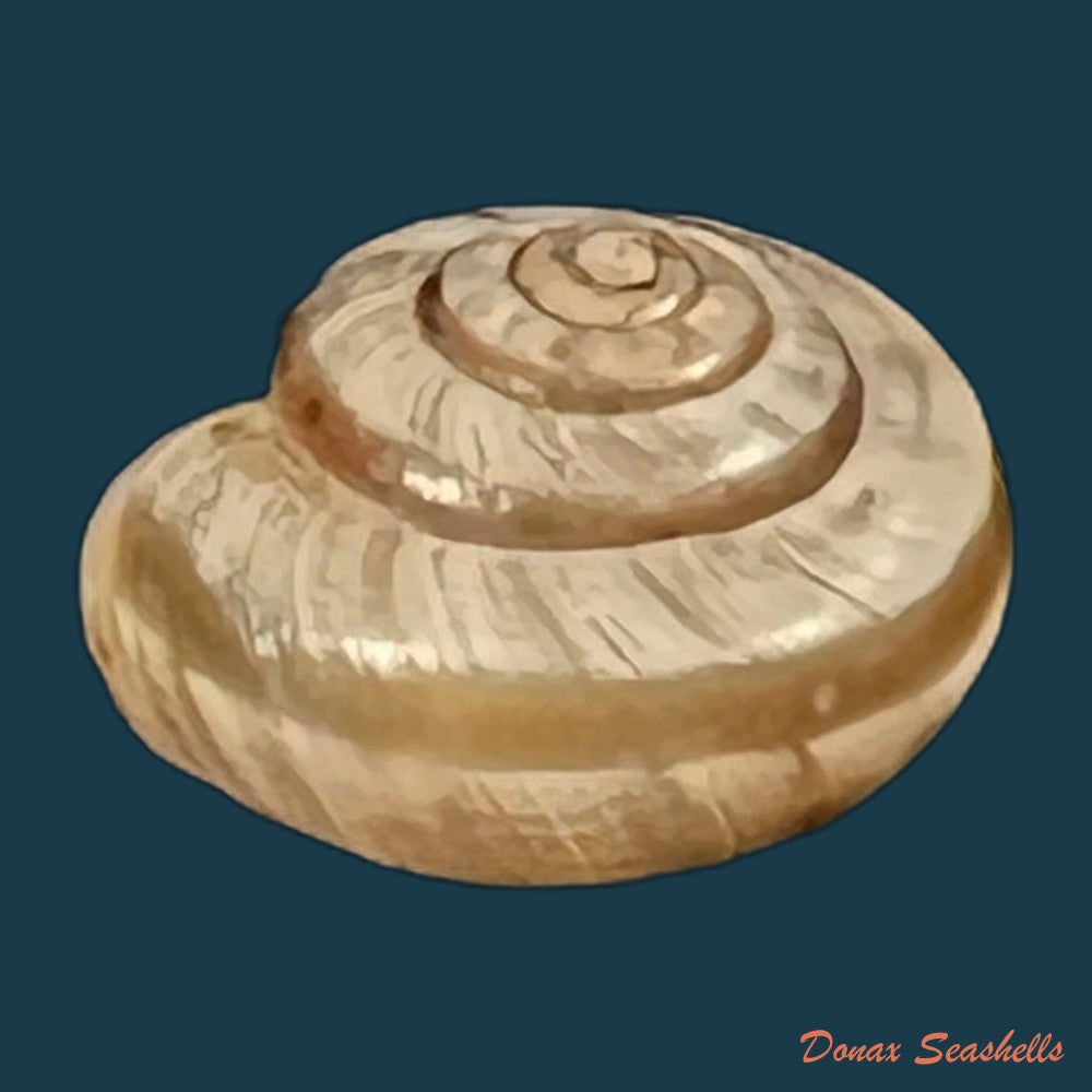 copia-de-emoda-sagraiana-dorbigny-1842-24-6mm-1